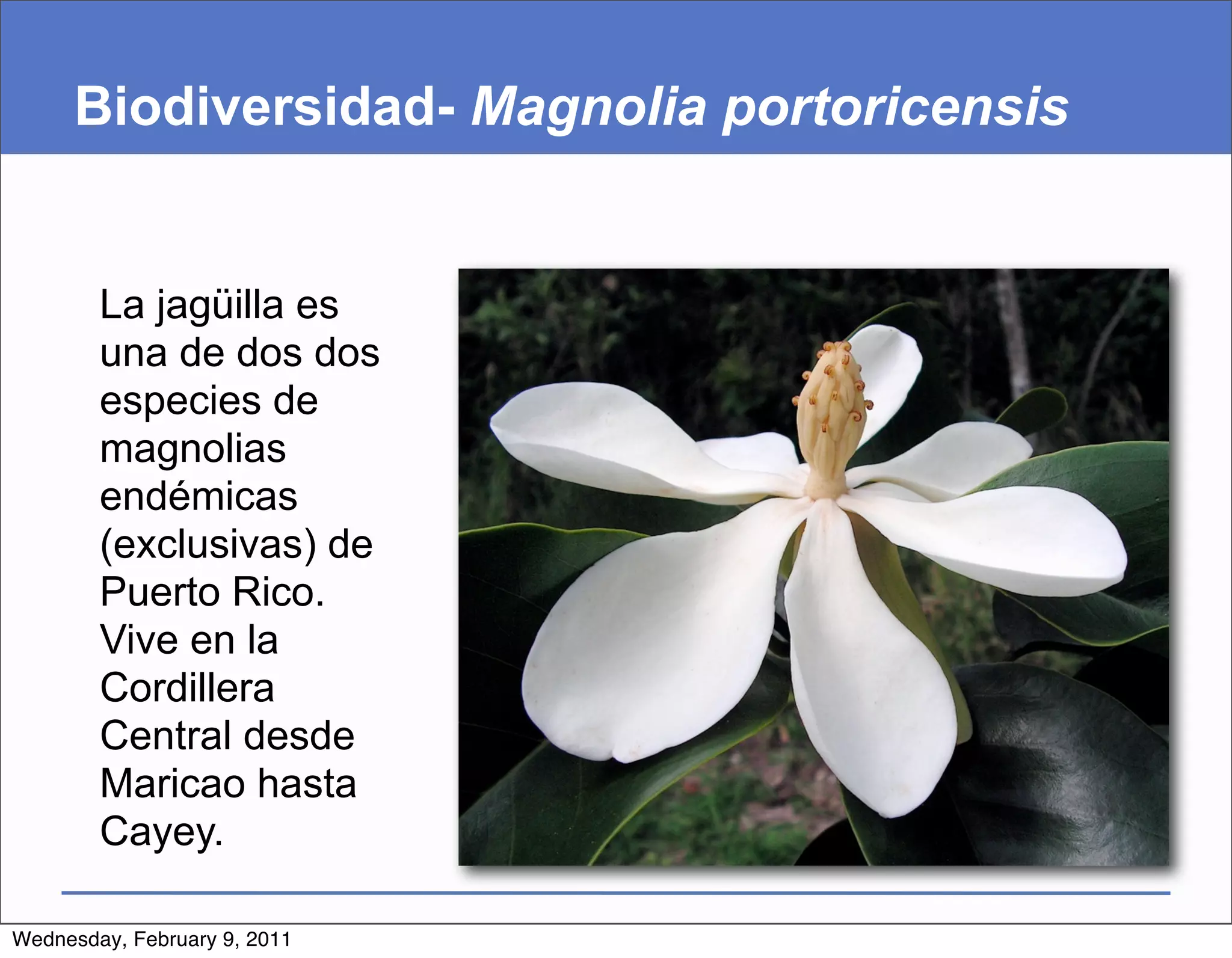 Biodiversidad- Magnolia portoricensis


        La jagüilla es
        una de dos dos
        especies de
        magnolias
        endémicas
        (exclusivas) de
        Puerto Rico.
        Vive en la
        Cordillera
        Central desde
        Maricao hasta
        Cayey.

Wednesday, February 9, 2011
 
