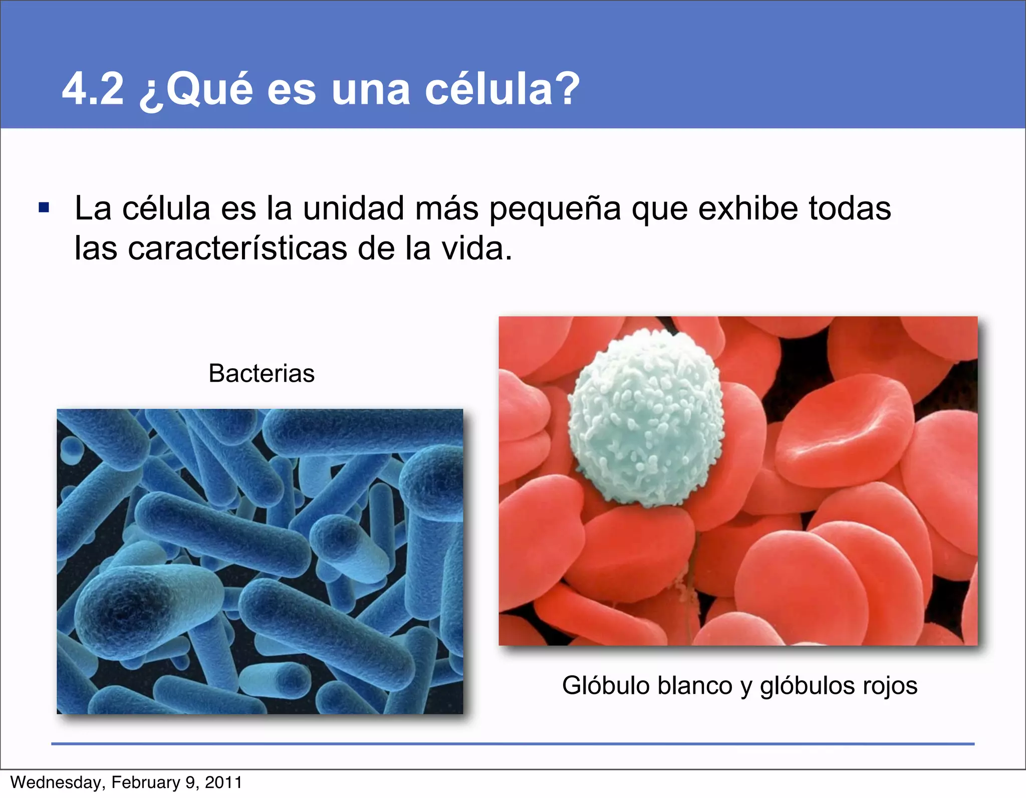 4.2 ¿Qué es una célula?

   La célula es la unidad más pequeña que exhibe todas
    las características de la vida.


                      Bacterias




                                  Glóbulo blanco y glóbulos rojos


Wednesday, February 9, 2011
 