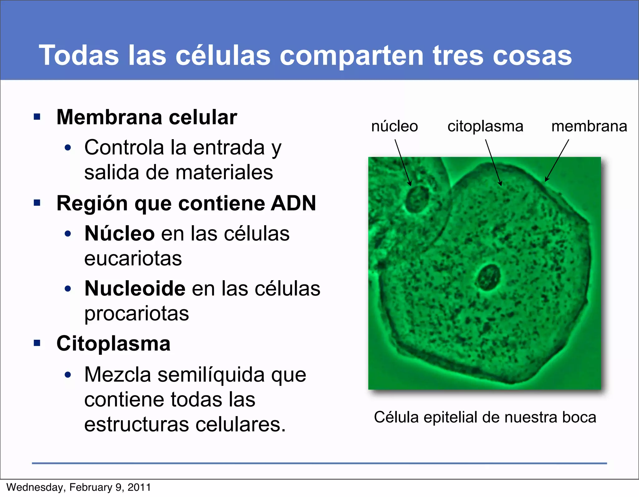 Todas las células comparten tres cosas

     Membrana celular              núcleo    citoplasma     membrana
       • Controla la entrada y
         salida de materiales
     Región que contiene ADN
       • Núcleo en las células
         eucariotas
       • Nucleoide en las células
         procariotas
     Citoplasma
       • Mezcla semilíquida que
         contiene todas las
                                    Célula epitelial de nuestra boca
         estructuras celulares.

Wednesday, February 9, 2011
 