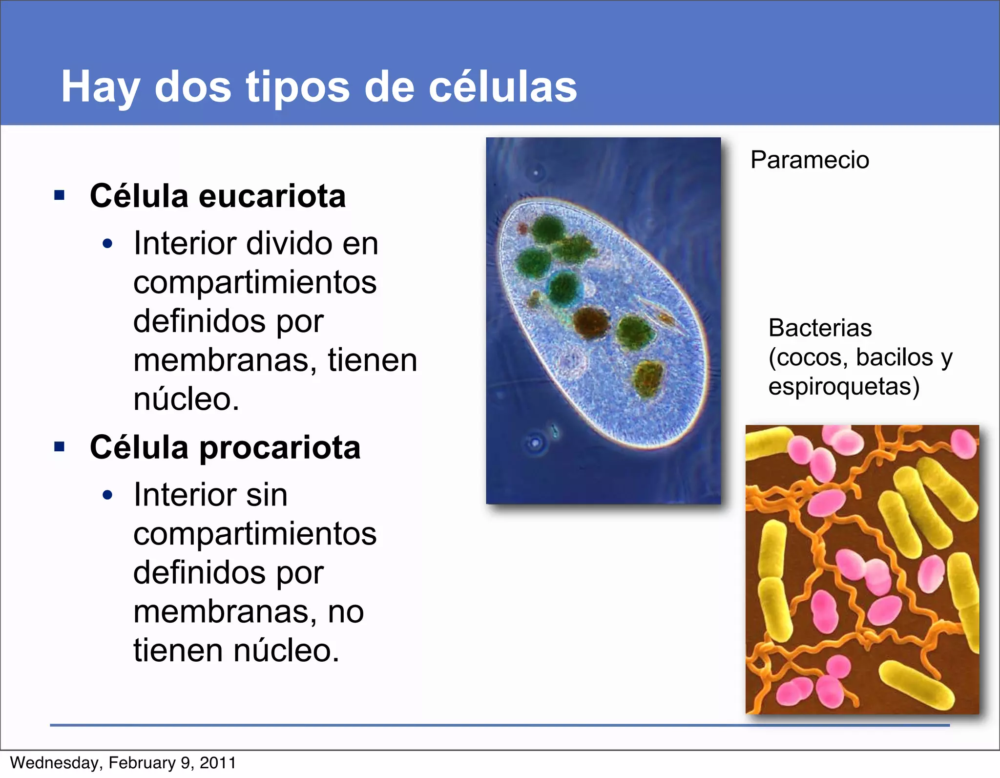 Hay dos tipos de células
                                Paramecio
     Célula eucariota
       • Interior divido en
         compartimientos
         definidos por           Bacterias
         membranas, tienen       (cocos, bacilos y
                                 espiroquetas)
         núcleo.
     Célula procariota
       • Interior sin
         compartimientos
         definidos por
         membranas, no
         tienen núcleo.


Wednesday, February 9, 2011
 
