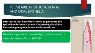 PERMEABILITY OF JUNCTIONAL
AND ORAL EPITHELIA
Substances that have been shown to penetrate the
epithelium include albumin, Endotoxins,thymidine,
histamine,phenytoin, horseradish peroxidase
These findings indicate permeability to substances with a
molecular weight of up to 1000 kD
 