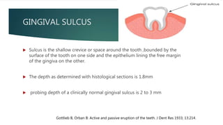 GINGIVAL SULCUS
 Sulcus is the shallow crevice or space around the tooth ,bounded by the
surface of the tooth on one side and the epithelium lining the free margin
of the gingiva on the other.
 The depth as determined with histological sections is 1.8mm
 probing depth of a clinically normal gingival sulcus is 2 to 3 mm
Gottlieb B, Orban B: Active and passive eruption of the teeth. J Dent Res 1933; 13:214.
 