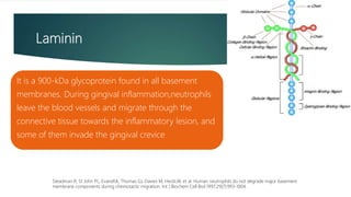 Laminin
It is a 900-kDa glycoprotein found in all basement
membranes. During gingival inflammation,neutrophils
leave the blood vessels and migrate through the
connective tissue towards the inflammatory lesion, and
some of them invade the gingival crevice
Steadman R, St John PL, EvansRA, Thomas GJ, Davies M, HeckLW, et al. Human neutrophils do not degrade major basement
membrane components during chemotactic migration. Int J Biochem Cell Biol.1997;29(7):993-1004.
 
