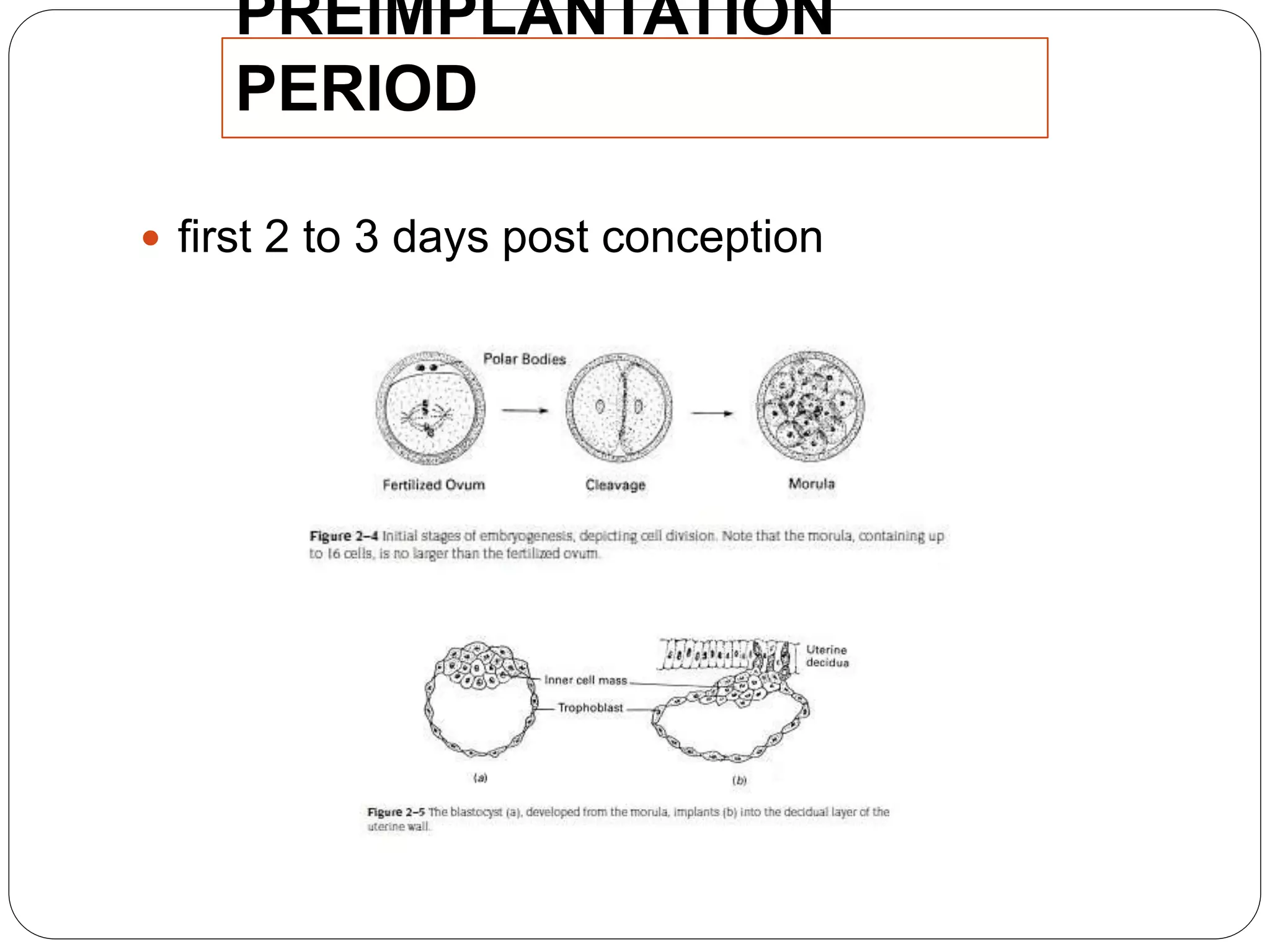 PREIMPLANTATION
PERIOD
 first 2 to 3 days post conception
 