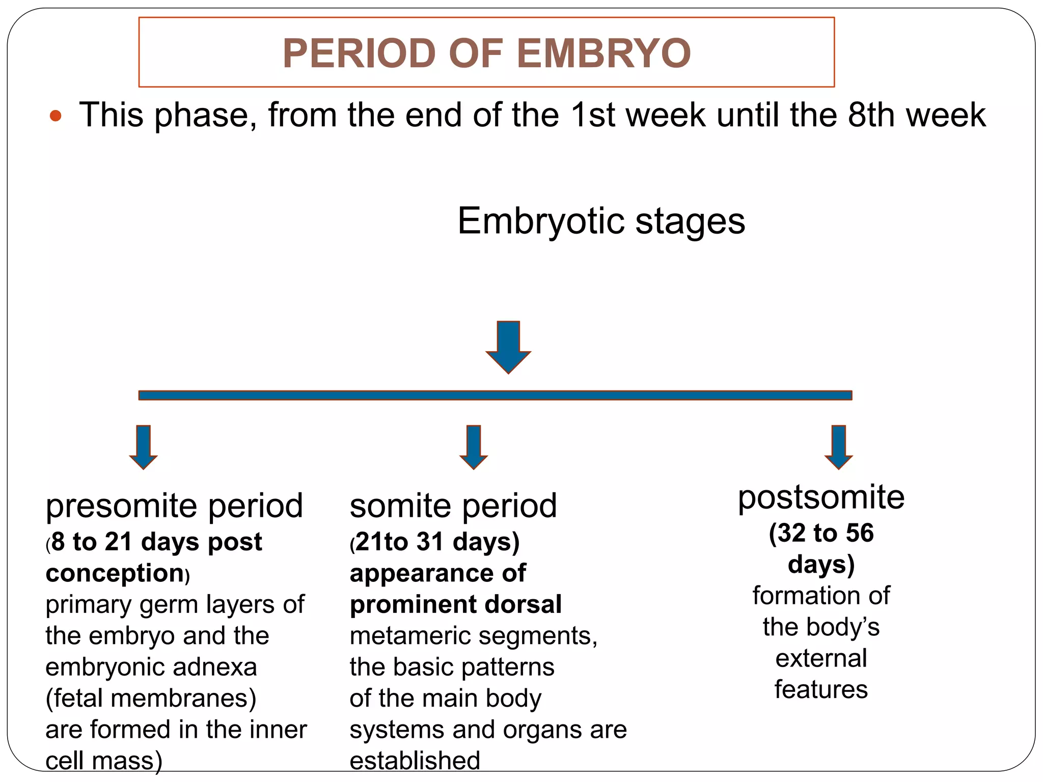 PERIOD OF EMBRYO
 This phase, from the end of the 1st week until the 8th week
Embryotic stages
presomite period
(8 to 21 days post
conception)
primary germ layers of
the embryo and the
embryonic adnexa
(fetal membranes)
are formed in the inner
cell mass)
somite period
(21to 31 days)
appearance of
prominent dorsal
metameric segments,
the basic patterns
of the main body
systems and organs are
established
postsomite
(32 to 56
days)
formation of
the body’s
external
features
 