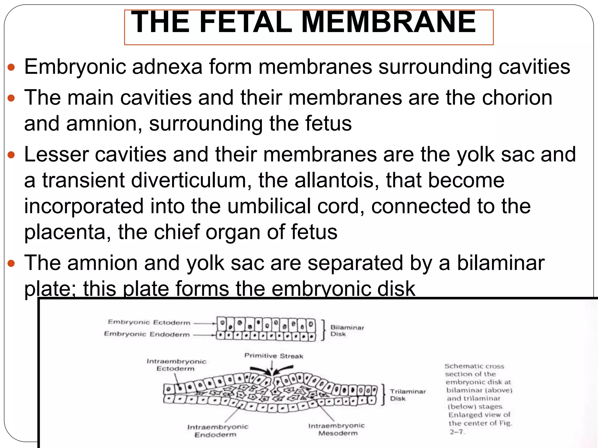 THE FETAL MEMBRANE
 Embryonic adnexa form membranes surrounding cavities
 The main cavities and their membranes are the chorion
and amnion, surrounding the fetus
 Lesser cavities and their membranes are the yolk sac and
a transient diverticulum, the allantois, that become
incorporated into the umbilical cord, connected to the
placenta, the chief organ of fetus
 The amnion and yolk sac are separated by a bilaminar
plate; this plate forms the embryonic disk
 