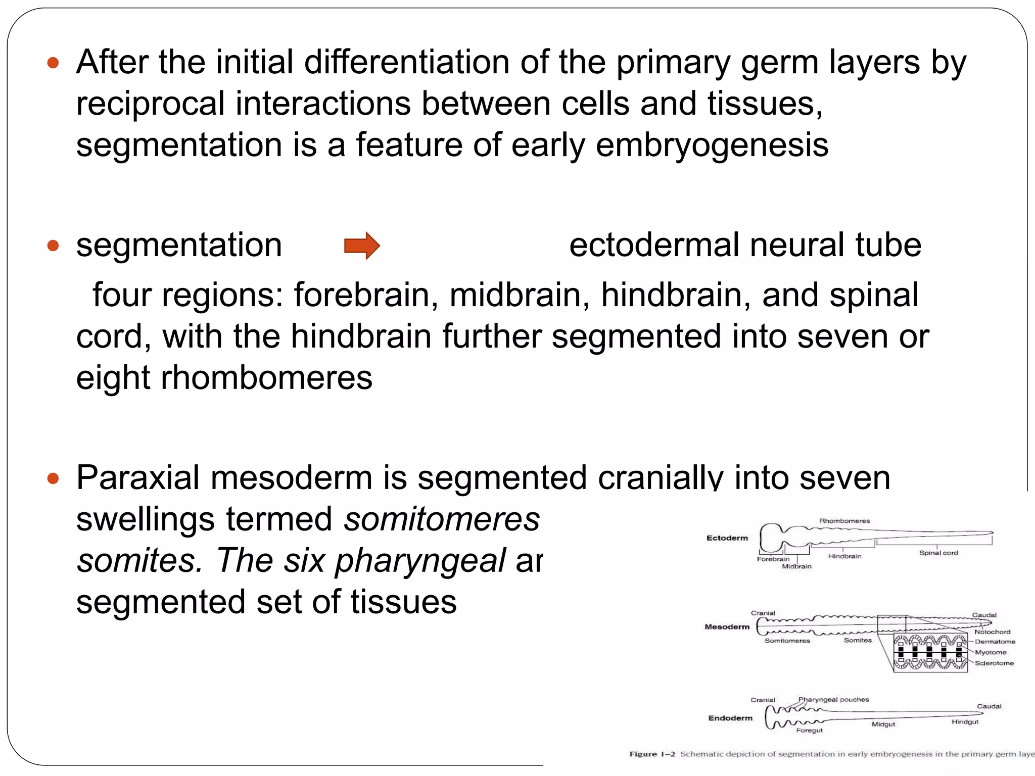  After the initial differentiation of the primary germ layers by
reciprocal interactions between cells and tissues,
segmentation is a feature of early embryogenesis
 segmentation ectodermal neural tube
four regions: forebrain, midbrain, hindbrain, and spinal
cord, with the hindbrain further segmented into seven or
eight rhombomeres
 Paraxial mesoderm is segmented cranially into seven
swellings termed somitomeres and caudally into 38 to 42
somites. The six pharyngeal arches are a third visibly
segmented set of tissues
 