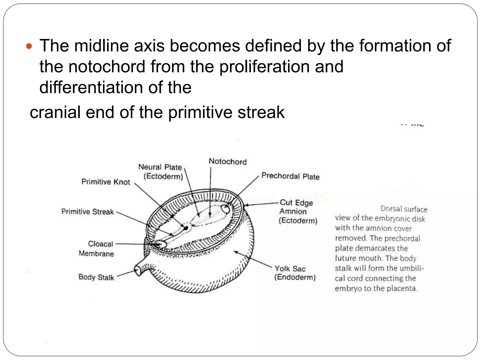  The midline axis becomes defined by the formation of
the notochord from the proliferation and
differentiation of the
cranial end of the primitive streak
 
