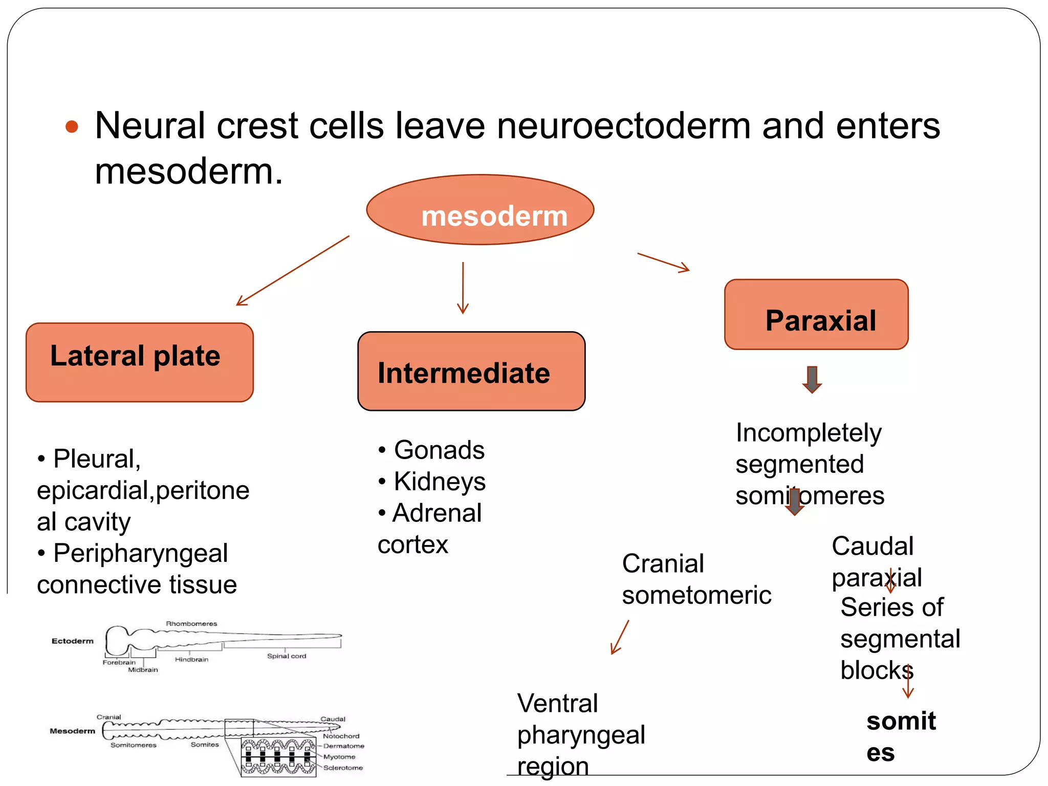 Neural crest cells leave neuroectoderm and enters
mesoderm.
mesoderm
Lateral plate
Intermediate
Paraxial
• Pleural,
epicardial,peritone
al cavity
• Peripharyngeal
connective tissue
• Gonads
• Kidneys
• Adrenal
cortex
Incompletely
segmented
somitomeres
Cranial
sometomeric
Ventral
pharyngeal
region
Caudal
paraxial
Series of
segmental
blocks
somit
es
 