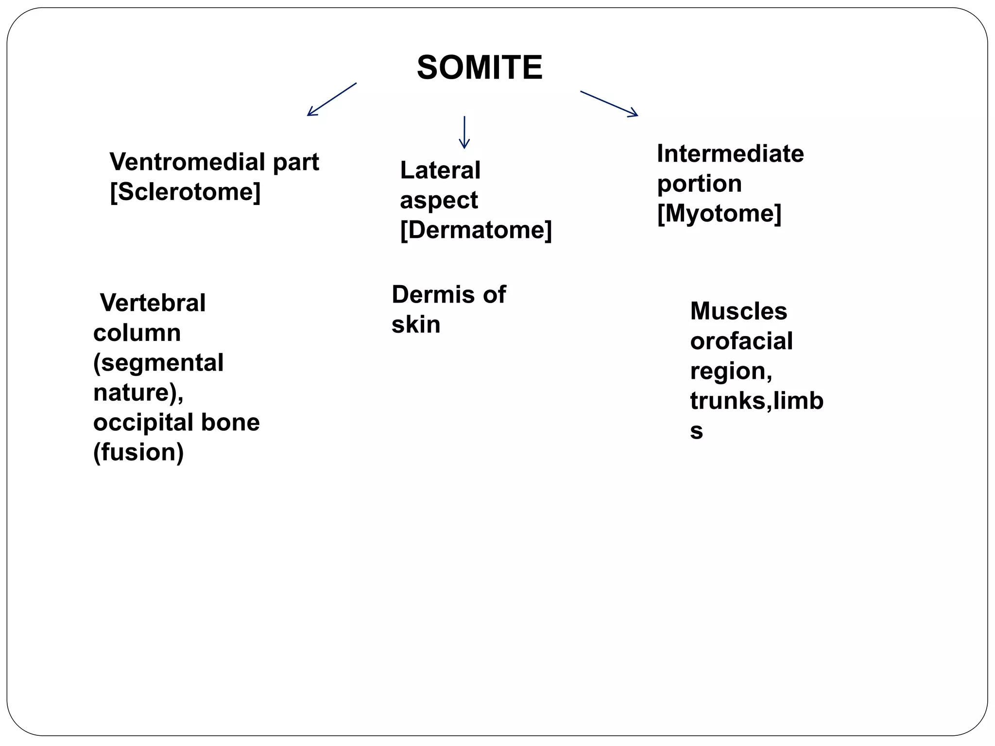 SOMITE
Ventromedial part
[Sclerotome]
Lateral
aspect
[Dermatome]
Intermediate
portion
[Myotome]
Vertebral
column
(segmental
nature),
occipital bone
(fusion)
Dermis of
skin
Muscles
orofacial
region,
trunks,limb
s
 