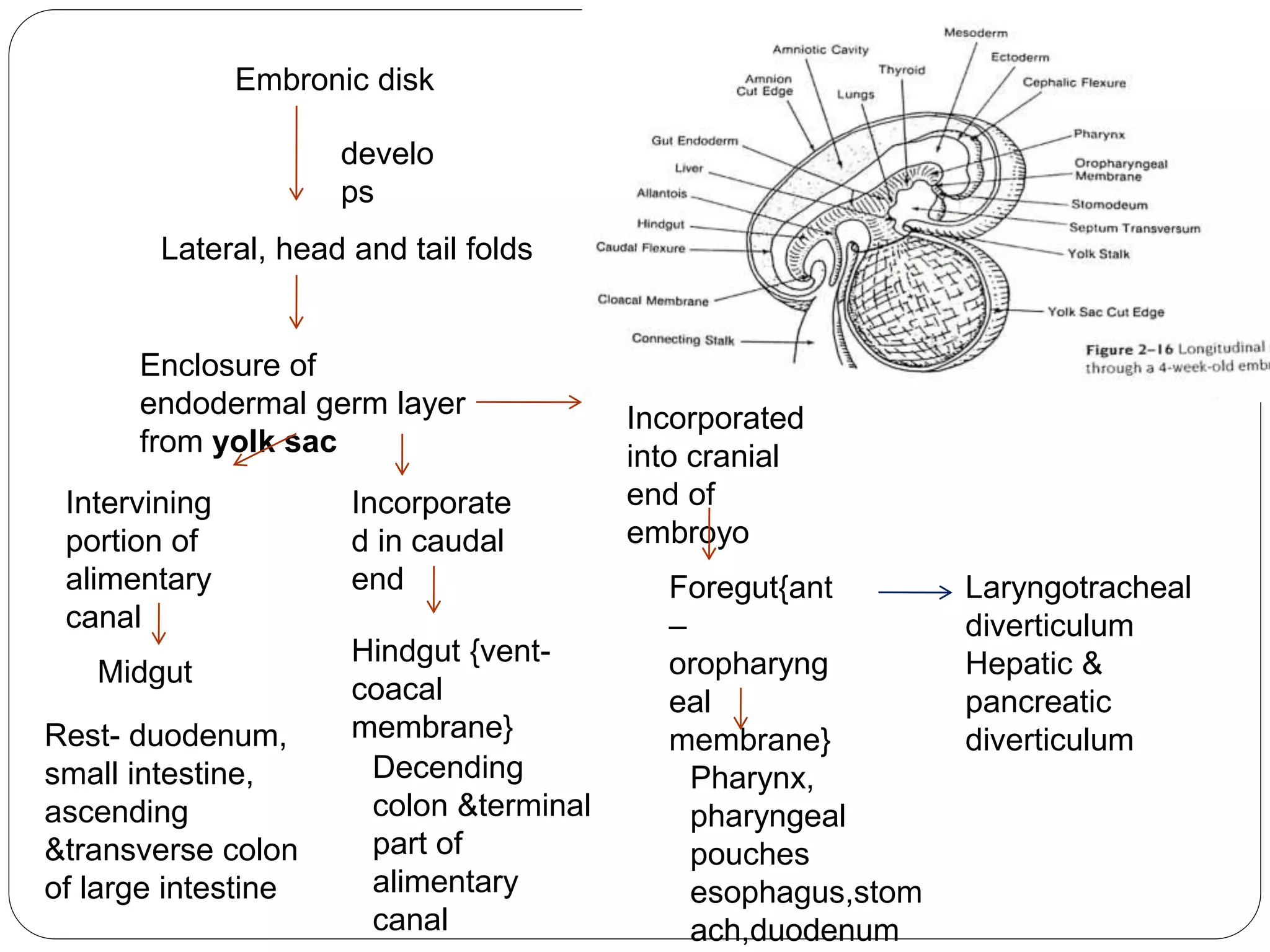 Embronic disk
develo
ps
Lateral, head and tail folds
Enclosure of
endodermal germ layer
from yolk sac
Incorporated
into cranial
end of
embroyo
Foregut{ant
–
oropharyng
eal
membrane}
Incorporate
d in caudal
end
Hindgut {vent-
coacal
membrane}
Intervining
portion of
alimentary
canal
Midgut
Laryngotracheal
diverticulum
Hepatic &
pancreatic
diverticulum
Pharynx,
pharyngeal
pouches
esophagus,stom
ach,duodenum
Decending
colon &terminal
part of
alimentary
canal
Rest- duodenum,
small intestine,
ascending
&transverse colon
of large intestine
 
