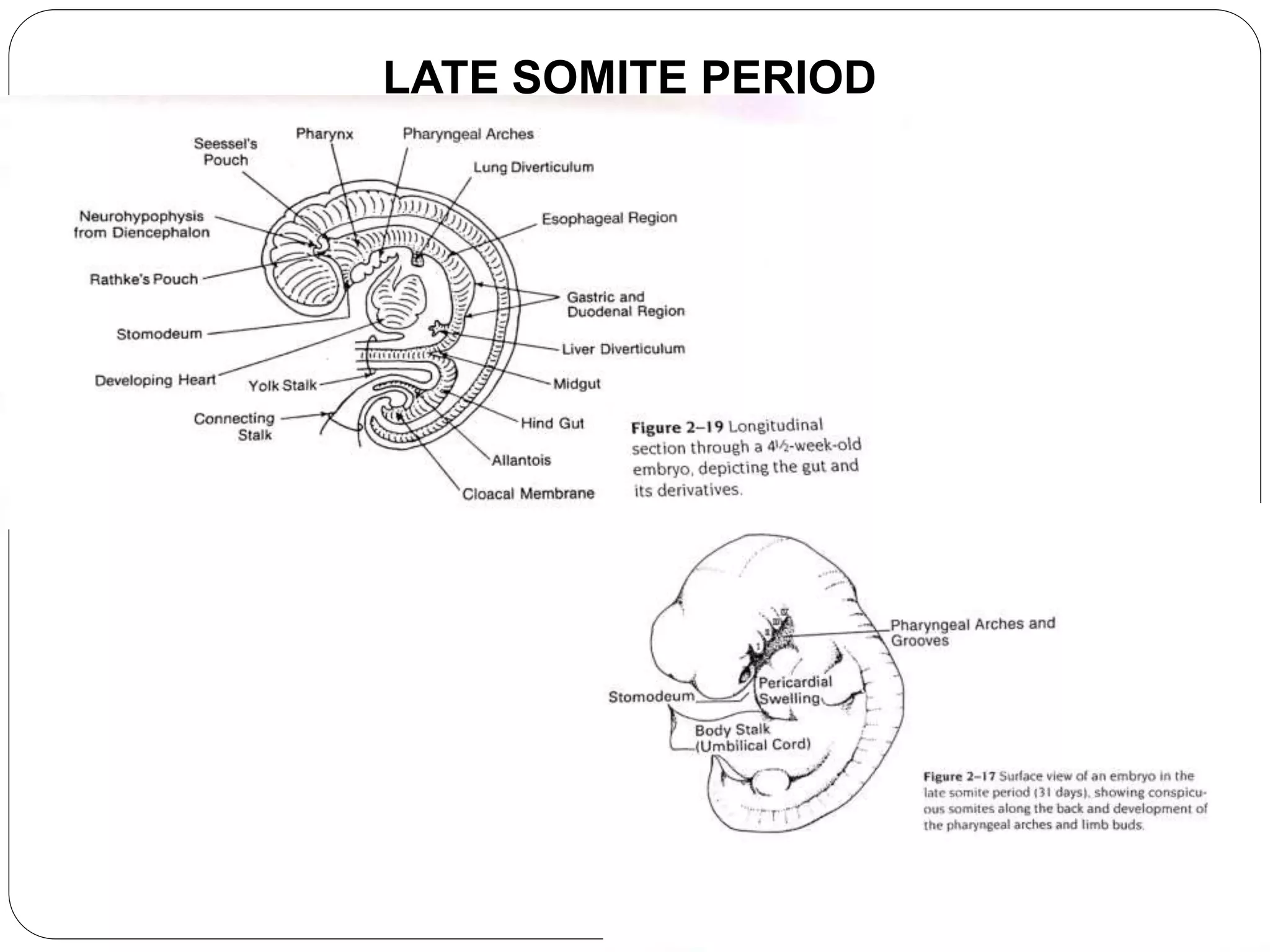 LATE SOMITE PERIOD
 