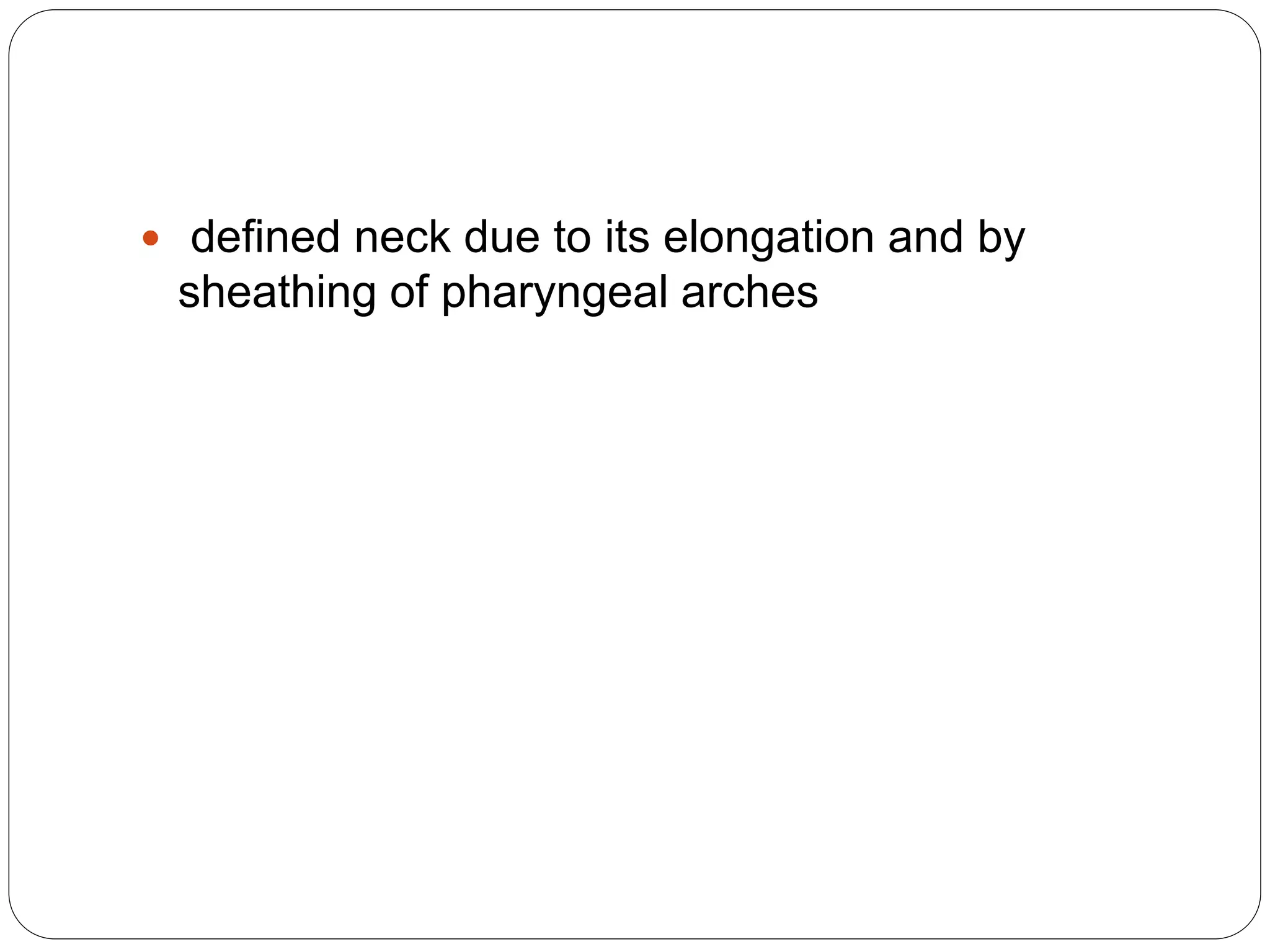  defined neck due to its elongation and by
sheathing of pharyngeal arches
 