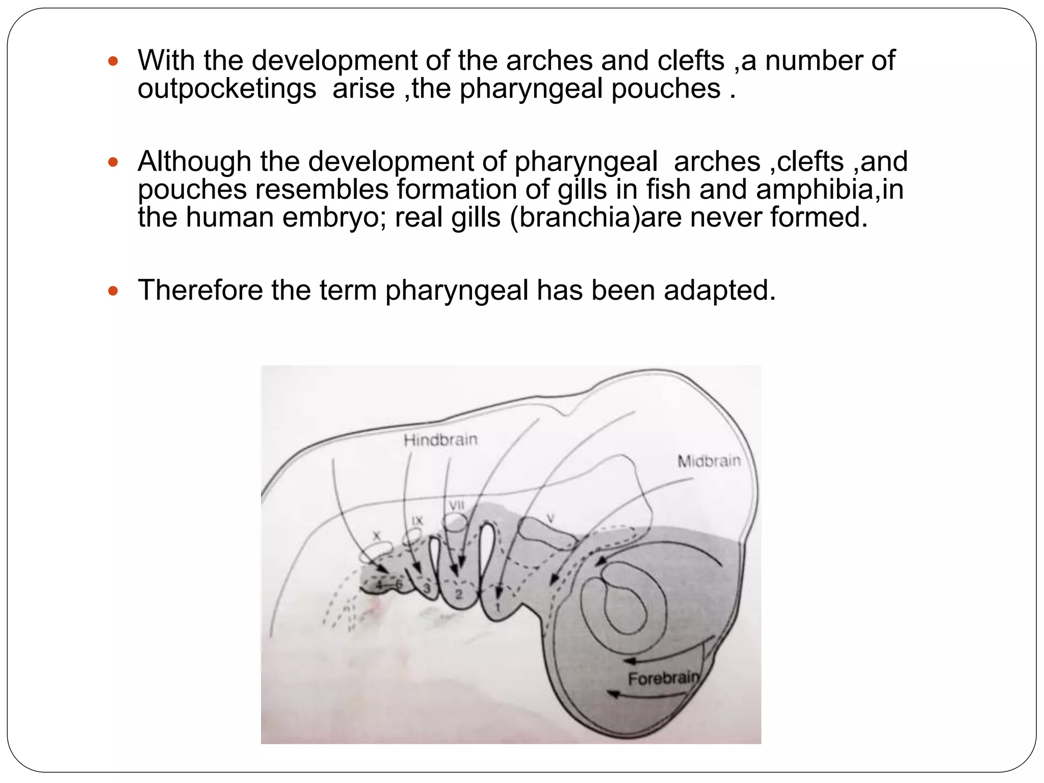  With the development of the arches and clefts ,a number of
outpocketings arise ,the pharyngeal pouches .
 Although the development of pharyngeal arches ,clefts ,and
pouches resembles formation of gills in fish and amphibia,in
the human embryo; real gills (branchia)are never formed.
 Therefore the term pharyngeal has been adapted.
 