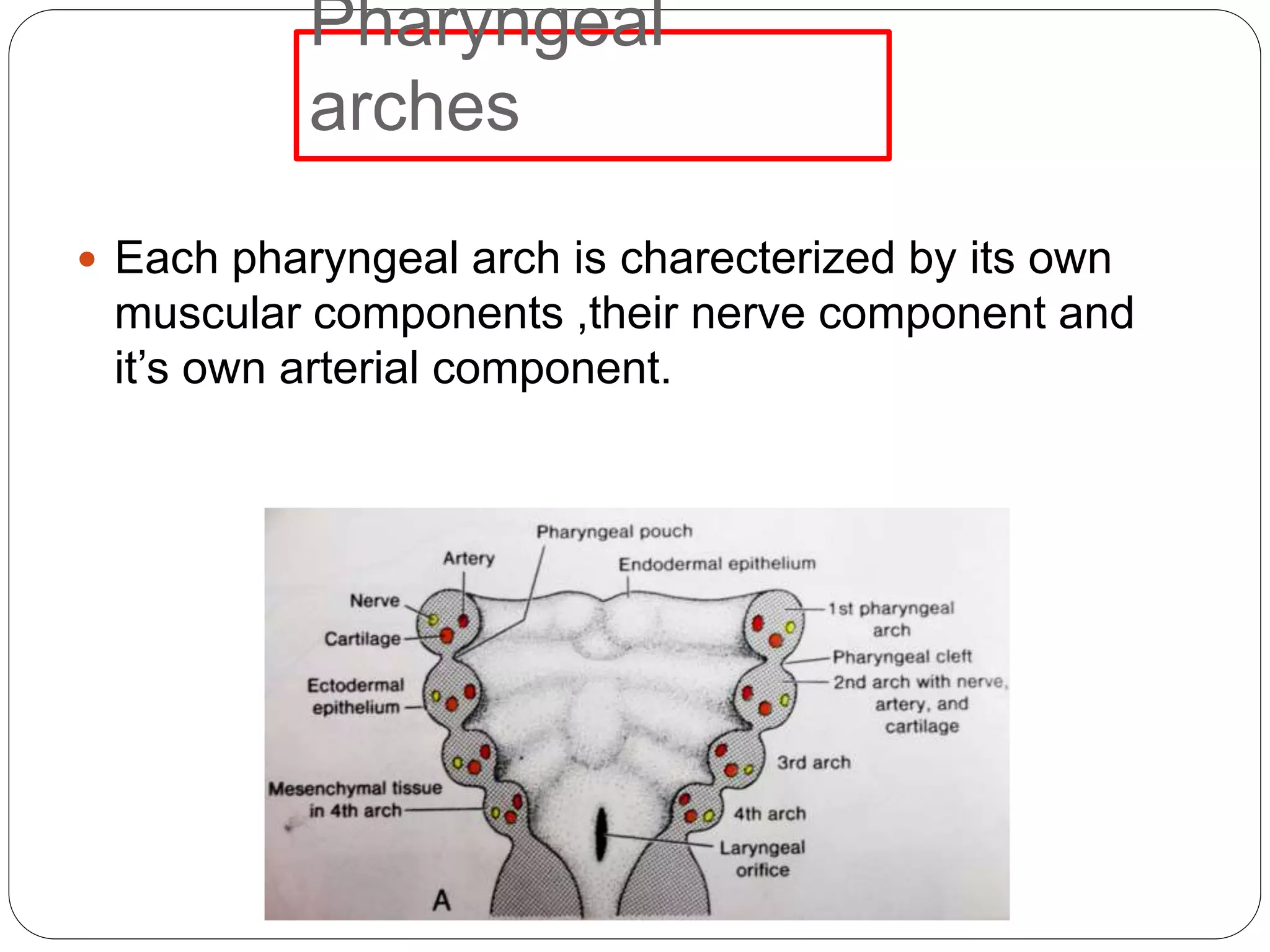 Pharyngeal
arches
 Each pharyngeal arch is charecterized by its own
muscular components ,their nerve component and
it’s own arterial component.
 