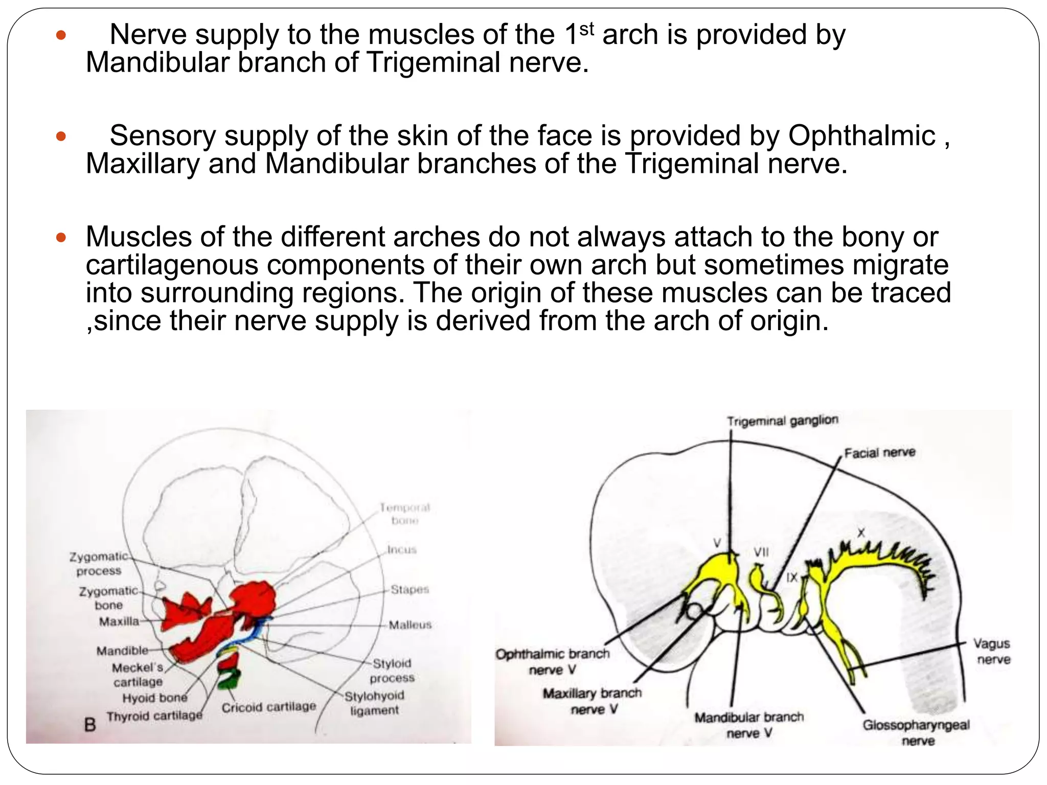  Nerve supply to the muscles of the 1st arch is provided by
Mandibular branch of Trigeminal nerve.
 Sensory supply of the skin of the face is provided by Ophthalmic ,
Maxillary and Mandibular branches of the Trigeminal nerve.
 Muscles of the different arches do not always attach to the bony or
cartilagenous components of their own arch but sometimes migrate
into surrounding regions. The origin of these muscles can be traced
,since their nerve supply is derived from the arch of origin.
 