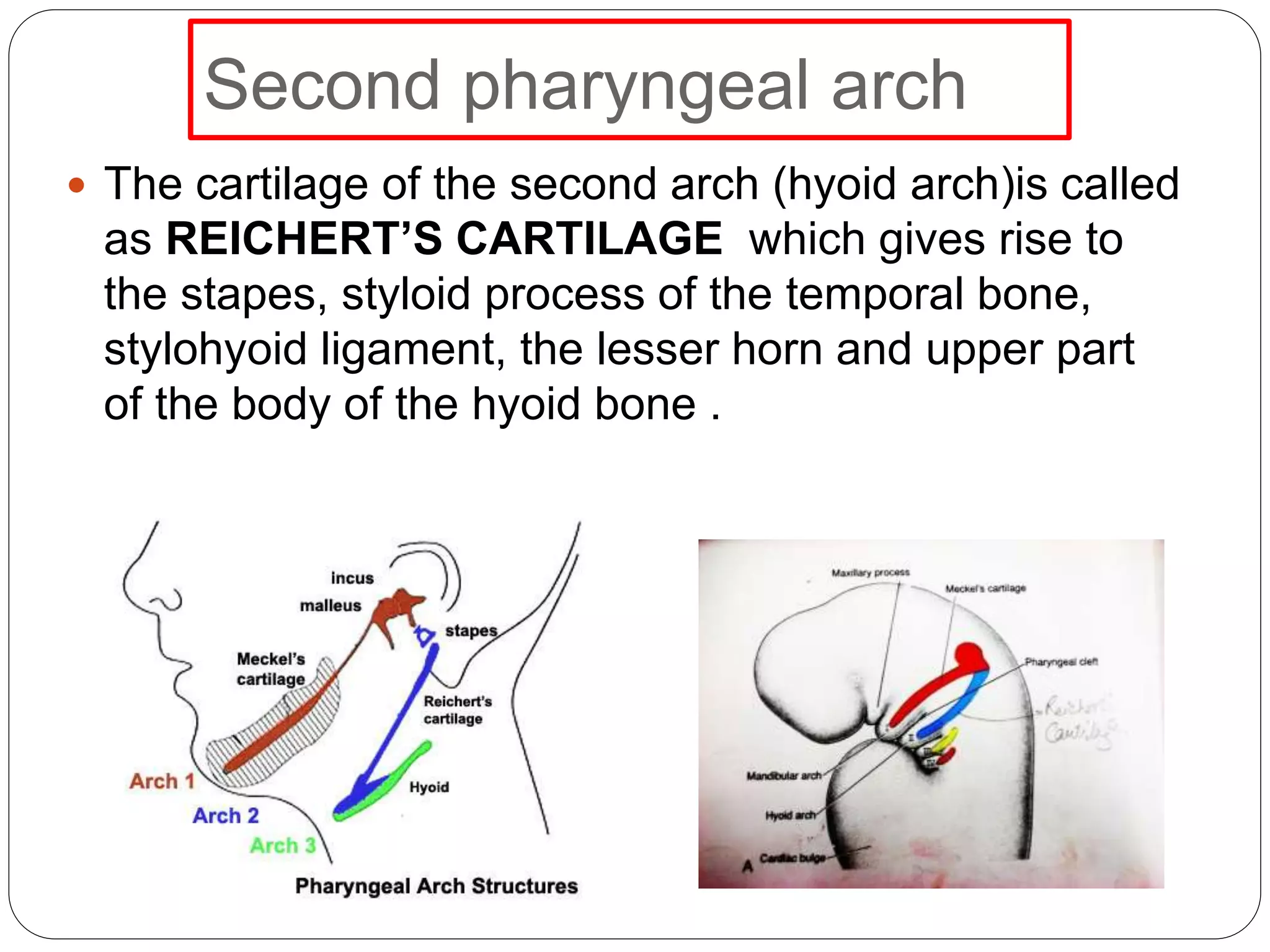 Second pharyngeal arch
 The cartilage of the second arch (hyoid arch)is called
as REICHERT’S CARTILAGE which gives rise to
the stapes, styloid process of the temporal bone,
stylohyoid ligament, the lesser horn and upper part
of the body of the hyoid bone .
 
