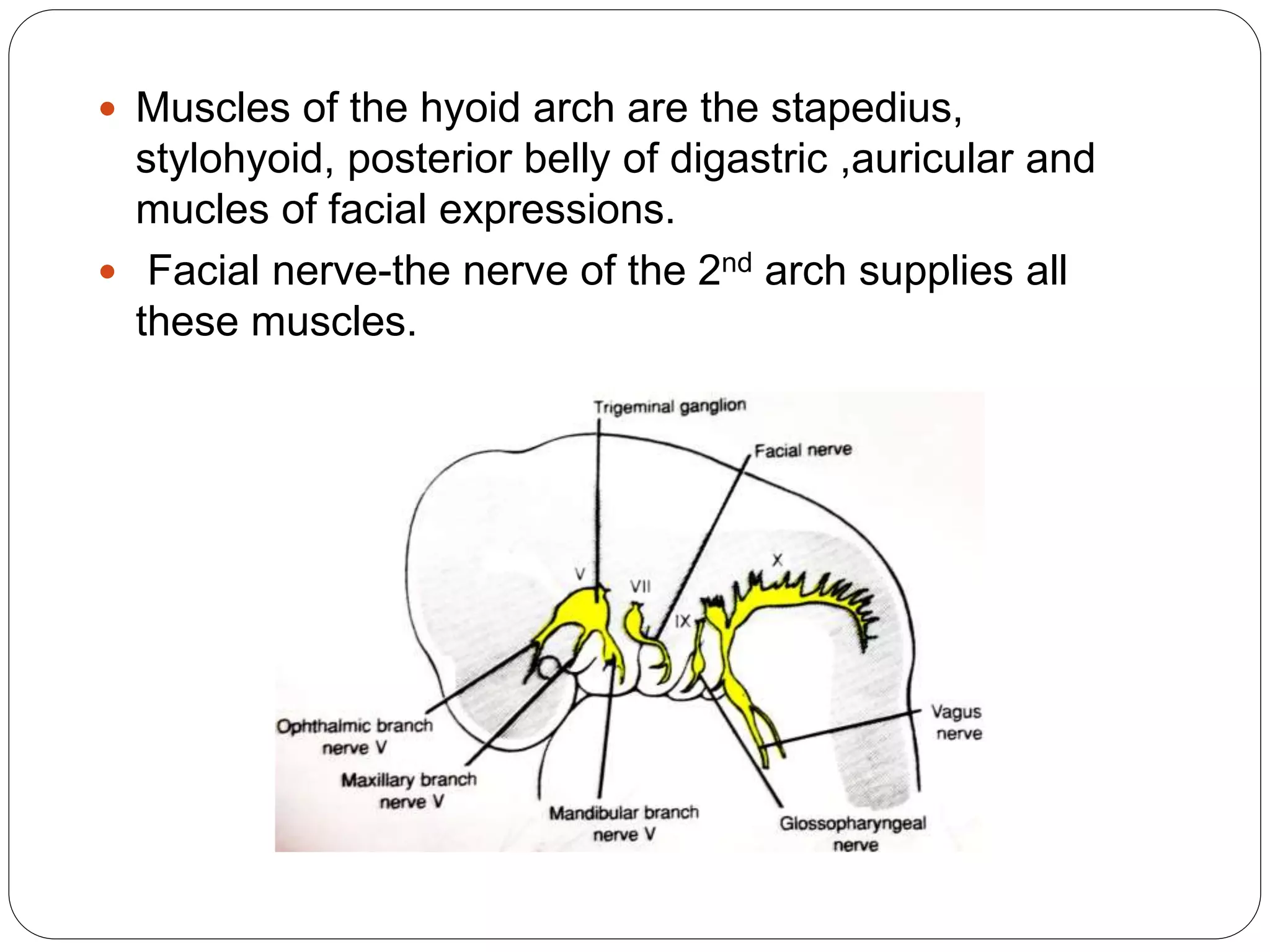  Muscles of the hyoid arch are the stapedius,
stylohyoid, posterior belly of digastric ,auricular and
mucles of facial expressions.
 Facial nerve-the nerve of the 2nd arch supplies all
these muscles.
 