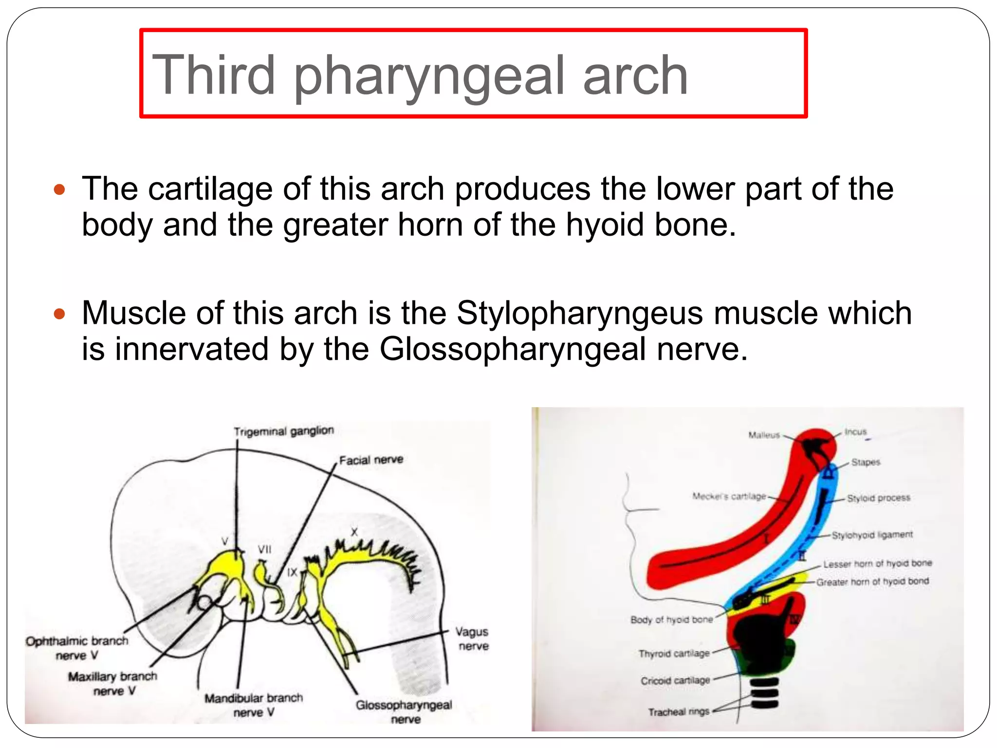 Third pharyngeal arch
 The cartilage of this arch produces the lower part of the
body and the greater horn of the hyoid bone.
 Muscle of this arch is the Stylopharyngeus muscle which
is innervated by the Glossopharyngeal nerve.
 