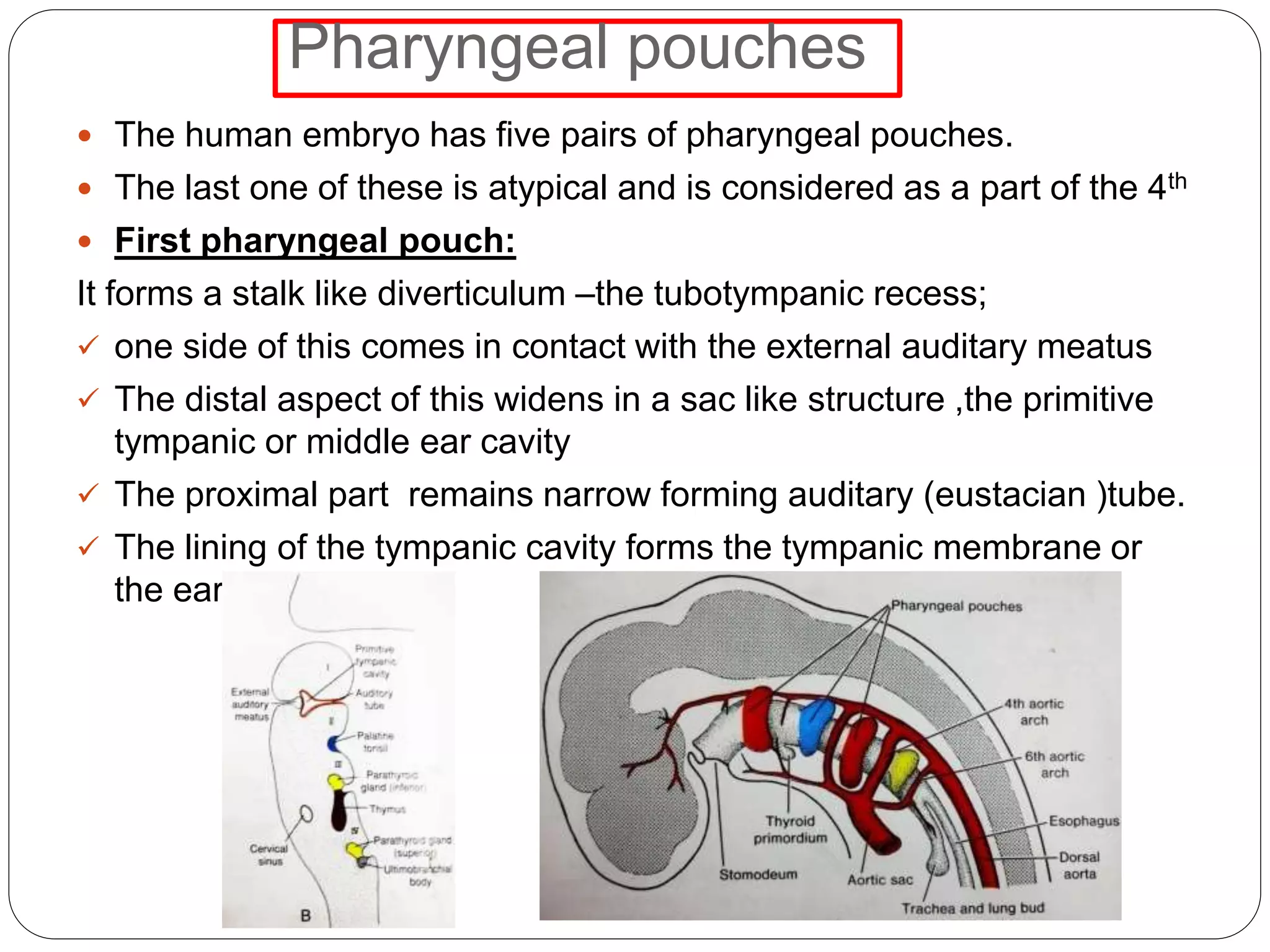 Pharyngeal pouches
 The human embryo has five pairs of pharyngeal pouches.
 The last one of these is atypical and is considered as a part of the 4th
 First pharyngeal pouch:
It forms a stalk like diverticulum –the tubotympanic recess;
 one side of this comes in contact with the external auditary meatus
 The distal aspect of this widens in a sac like structure ,the primitive
tympanic or middle ear cavity
 The proximal part remains narrow forming auditary (eustacian )tube.
 The lining of the tympanic cavity forms the tympanic membrane or
the eardrum
 