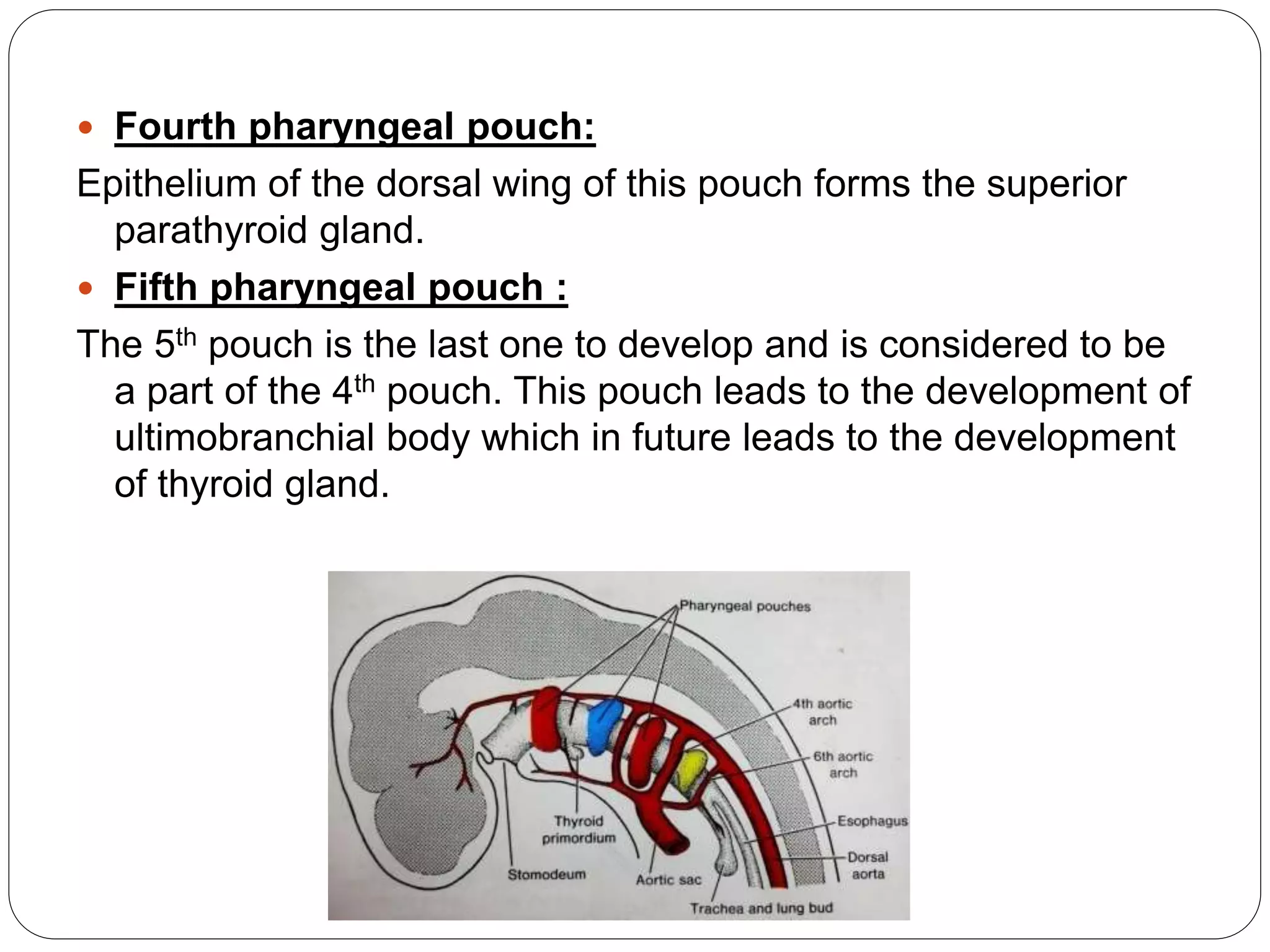  Fourth pharyngeal pouch:
Epithelium of the dorsal wing of this pouch forms the superior
parathyroid gland.
 Fifth pharyngeal pouch :
The 5th pouch is the last one to develop and is considered to be
a part of the 4th pouch. This pouch leads to the development of
ultimobranchial body which in future leads to the development
of thyroid gland.
 
