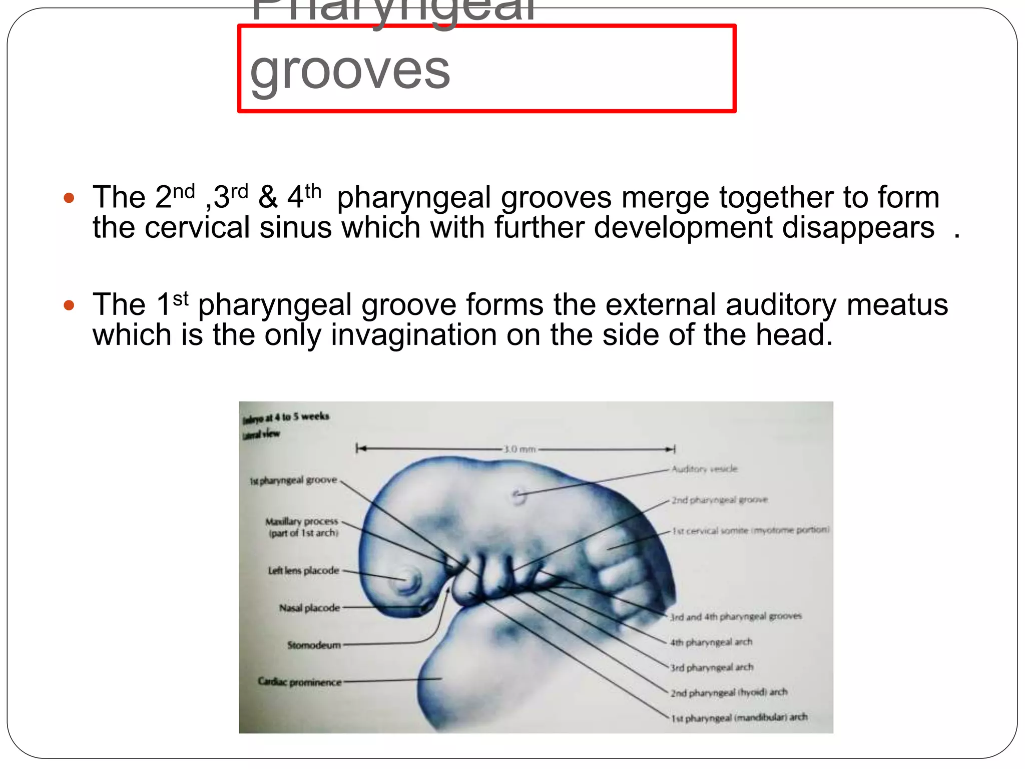 Pharyngeal
grooves
 The 2nd ,3rd & 4th pharyngeal grooves merge together to form
the cervical sinus which with further development disappears .
 The 1st pharyngeal groove forms the external auditory meatus
which is the only invagination on the side of the head.
 