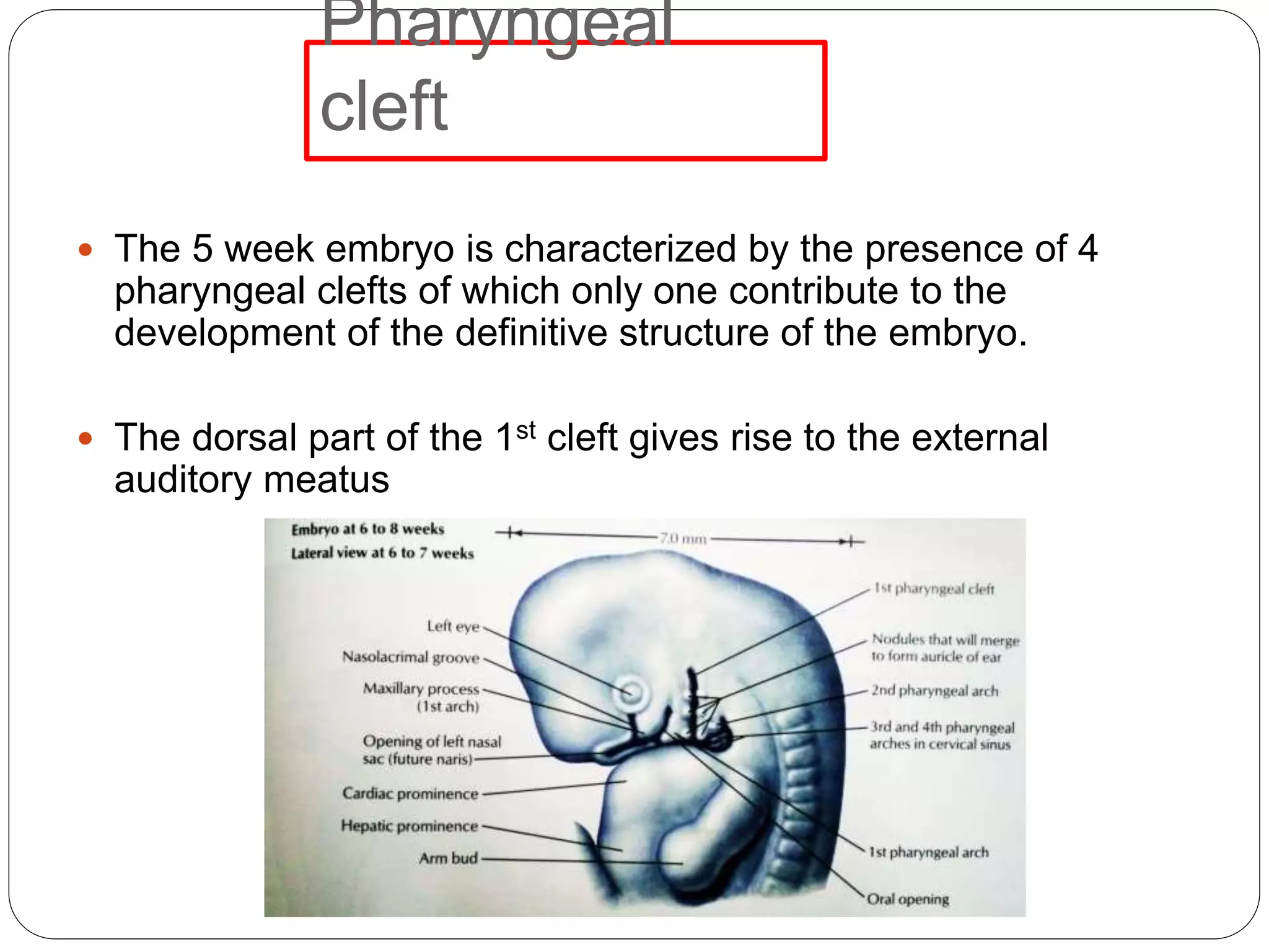 Pharyngeal
cleft
 The 5 week embryo is characterized by the presence of 4
pharyngeal clefts of which only one contribute to the
development of the definitive structure of the embryo.
 The dorsal part of the 1st cleft gives rise to the external
auditory meatus
 