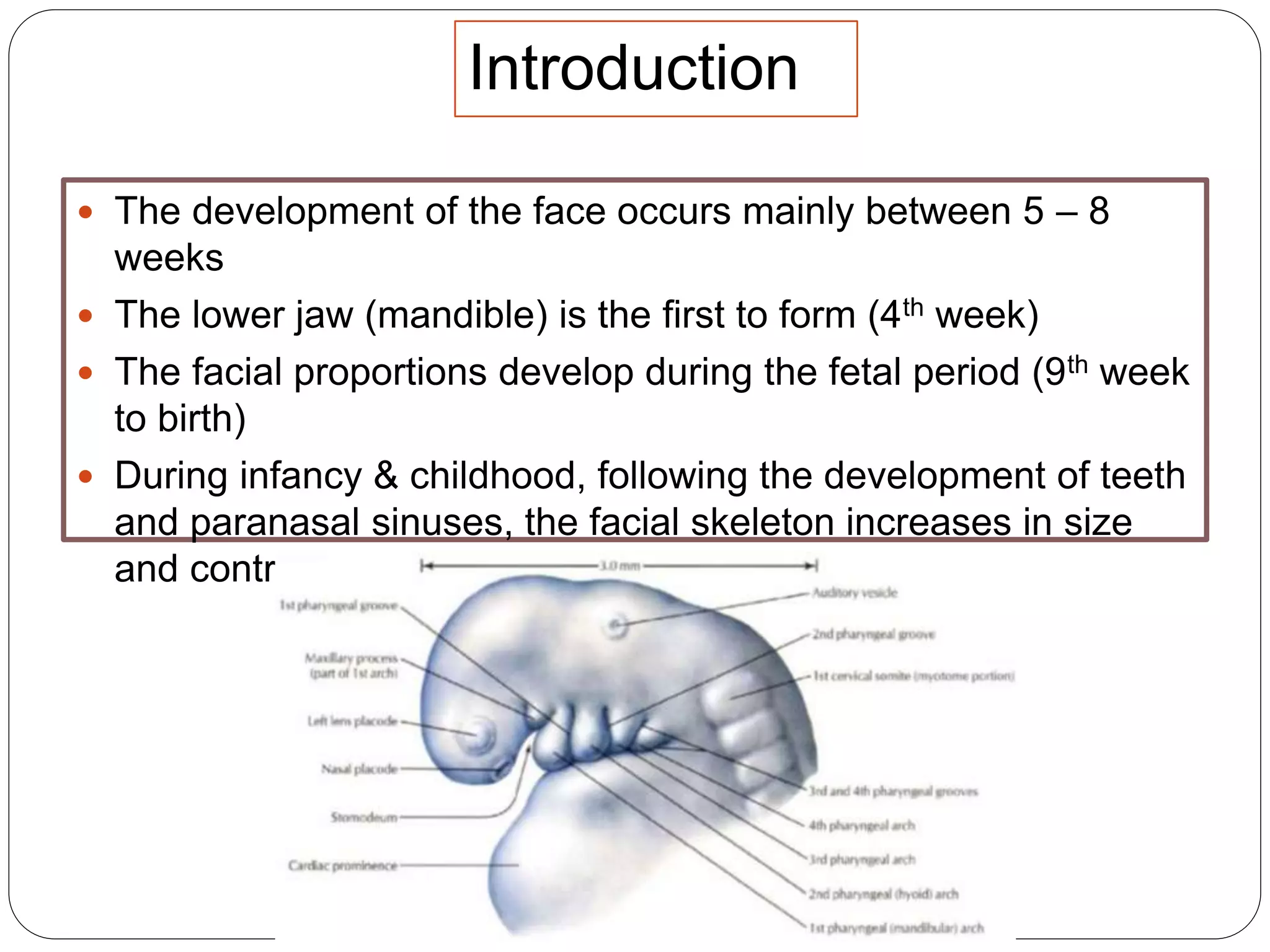 Introduction
 The development of the face occurs mainly between 5 – 8
weeks
 The lower jaw (mandible) is the first to form (4th week)
 The facial proportions develop during the fetal period (9th week
to birth)
 During infancy & childhood, following the development of teeth
and paranasal sinuses, the facial skeleton increases in size
and contribute to the definitive shape of the face
 