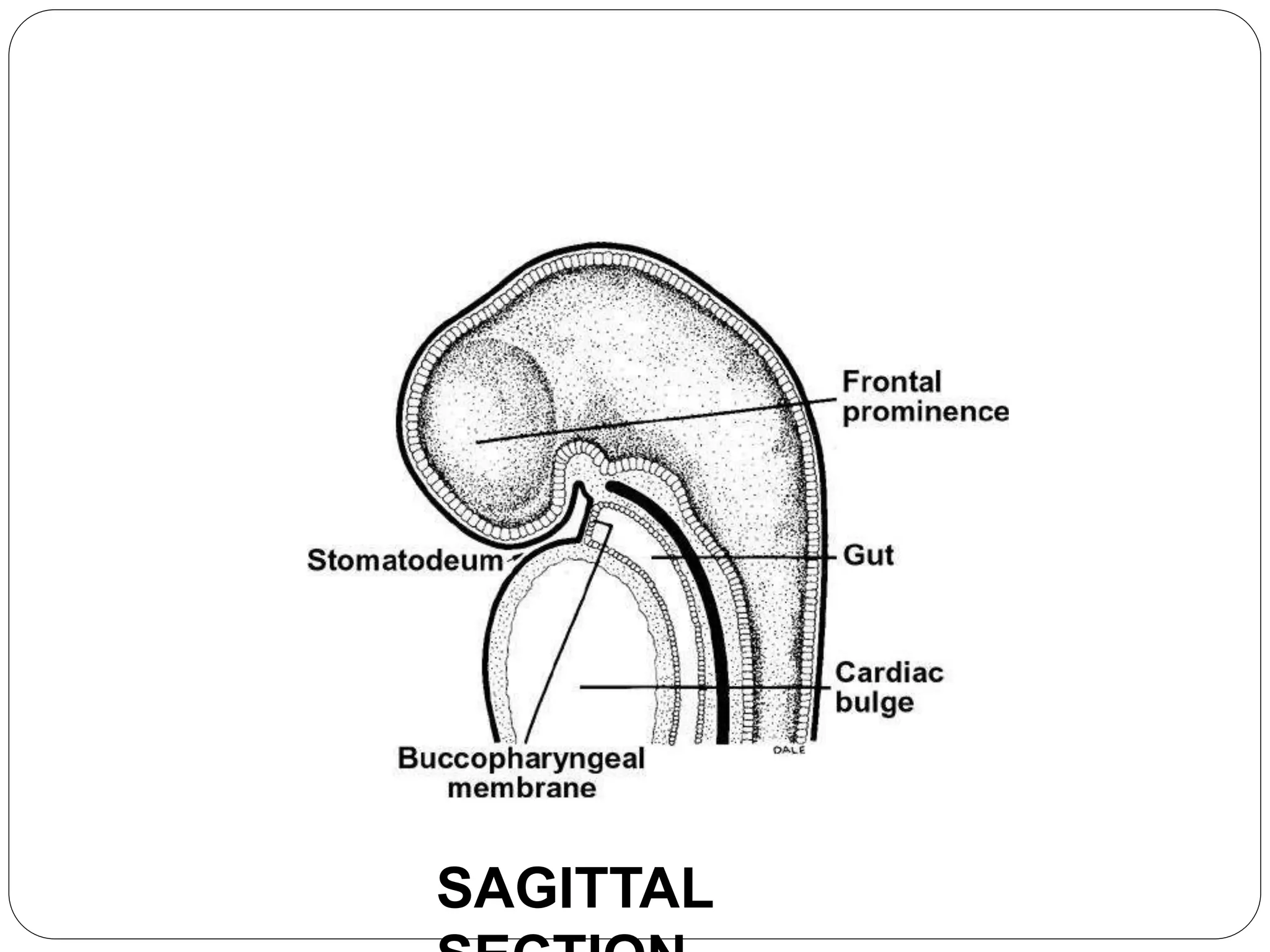 SAGITTAL
 