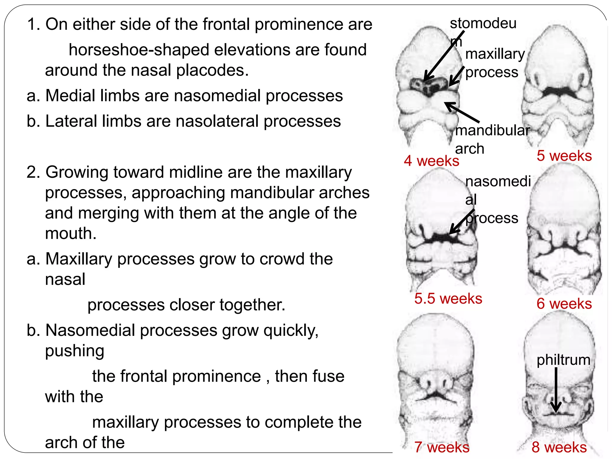 1. On either side of the frontal prominence are
horseshoe-shaped elevations are found
around the nasal placodes.
a. Medial limbs are nasomedial processes
b. Lateral limbs are nasolateral processes
2. Growing toward midline are the maxillary
processes, approaching mandibular arches
and merging with them at the angle of the
mouth.
a. Maxillary processes grow to crowd the
nasal
processes closer together.
b. Nasomedial processes grow quickly,
pushing
the frontal prominence , then fuse
with the
maxillary processes to complete the
arch of the
stomodeu
m
4 weeks
5.5 weeks
5 weeks
6 weeks
7 weeks 8 weeks
maxillary
process
mandibular
arch
nasomedi
al
process
philtrum
 