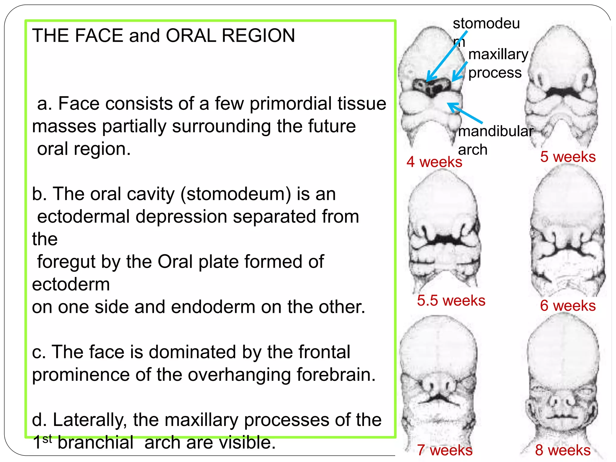 stomodeu
m
4 weeks
5.5 weeks
5 weeks
6 weeks
7 weeks 8 weeks
maxillary
process
mandibular
arch
THE FACE and ORAL REGION
a. Face consists of a few primordial tissue
masses partially surrounding the future
oral region.
b. The oral cavity (stomodeum) is an
ectodermal depression separated from
the
foregut by the Oral plate formed of
ectoderm
on one side and endoderm on the other.
c. The face is dominated by the frontal
prominence of the overhanging forebrain.
d. Laterally, the maxillary processes of the
1st branchial arch are visible.
 