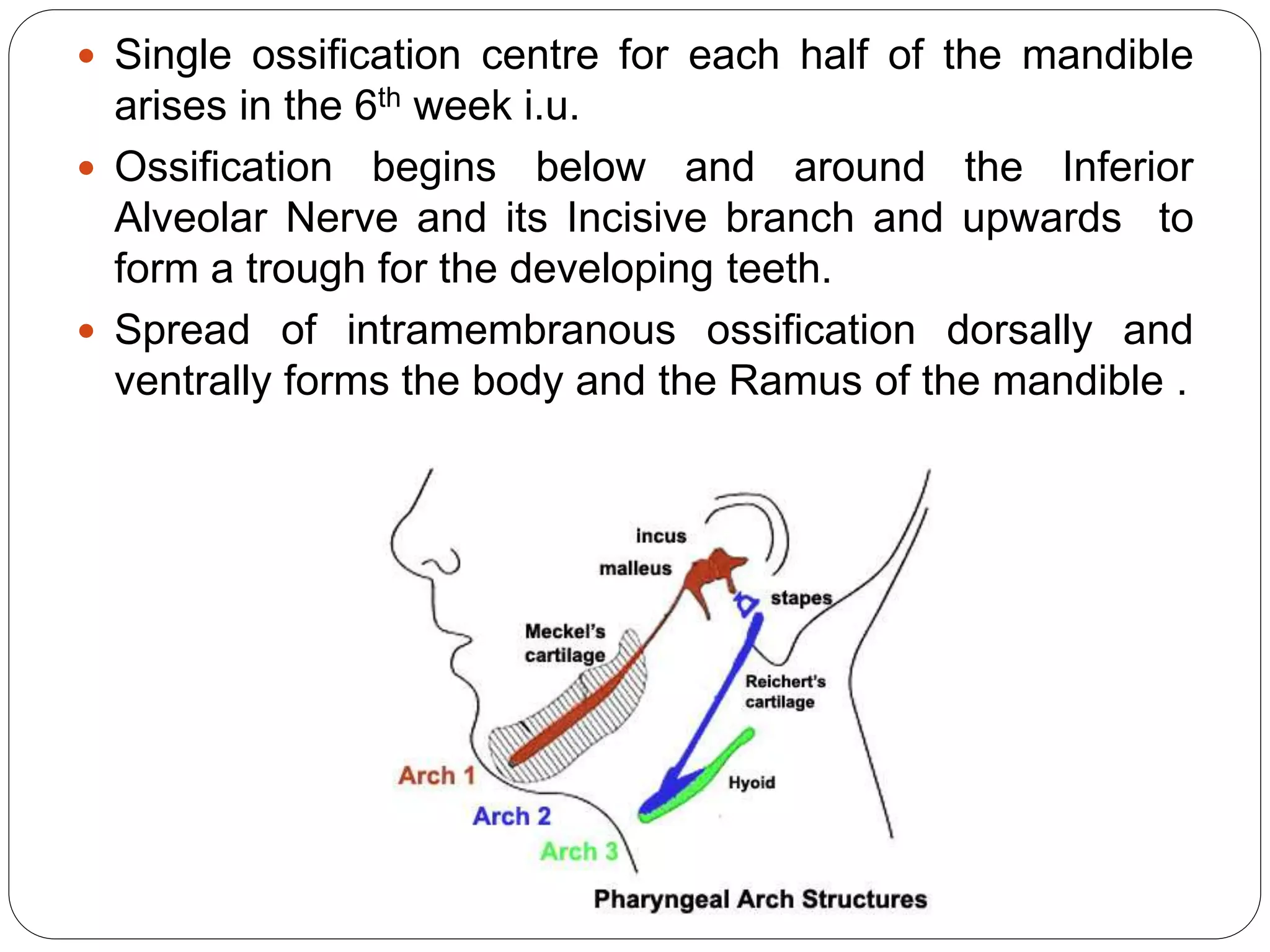  Single ossification centre for each half of the mandible
arises in the 6th week i.u.
 Ossification begins below and around the Inferior
Alveolar Nerve and its Incisive branch and upwards to
form a trough for the developing teeth.
 Spread of intramembranous ossification dorsally and
ventrally forms the body and the Ramus of the mandible .
 
