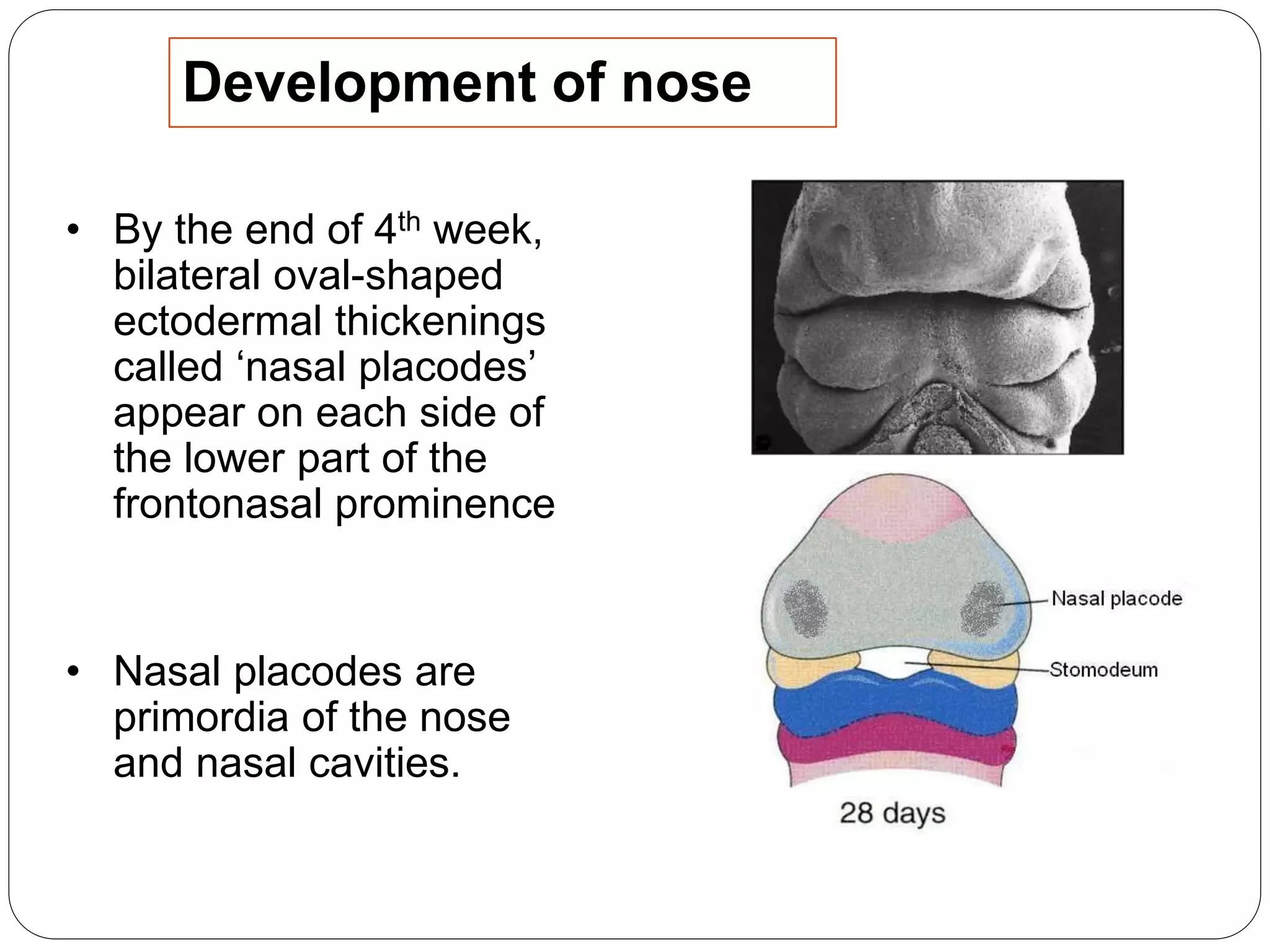 Development of nose
• By the end of 4th week,
bilateral oval-shaped
ectodermal thickenings
called ‘nasal placodes’
appear on each side of
the lower part of the
frontonasal prominence
• Nasal placodes are
primordia of the nose
and nasal cavities.
 