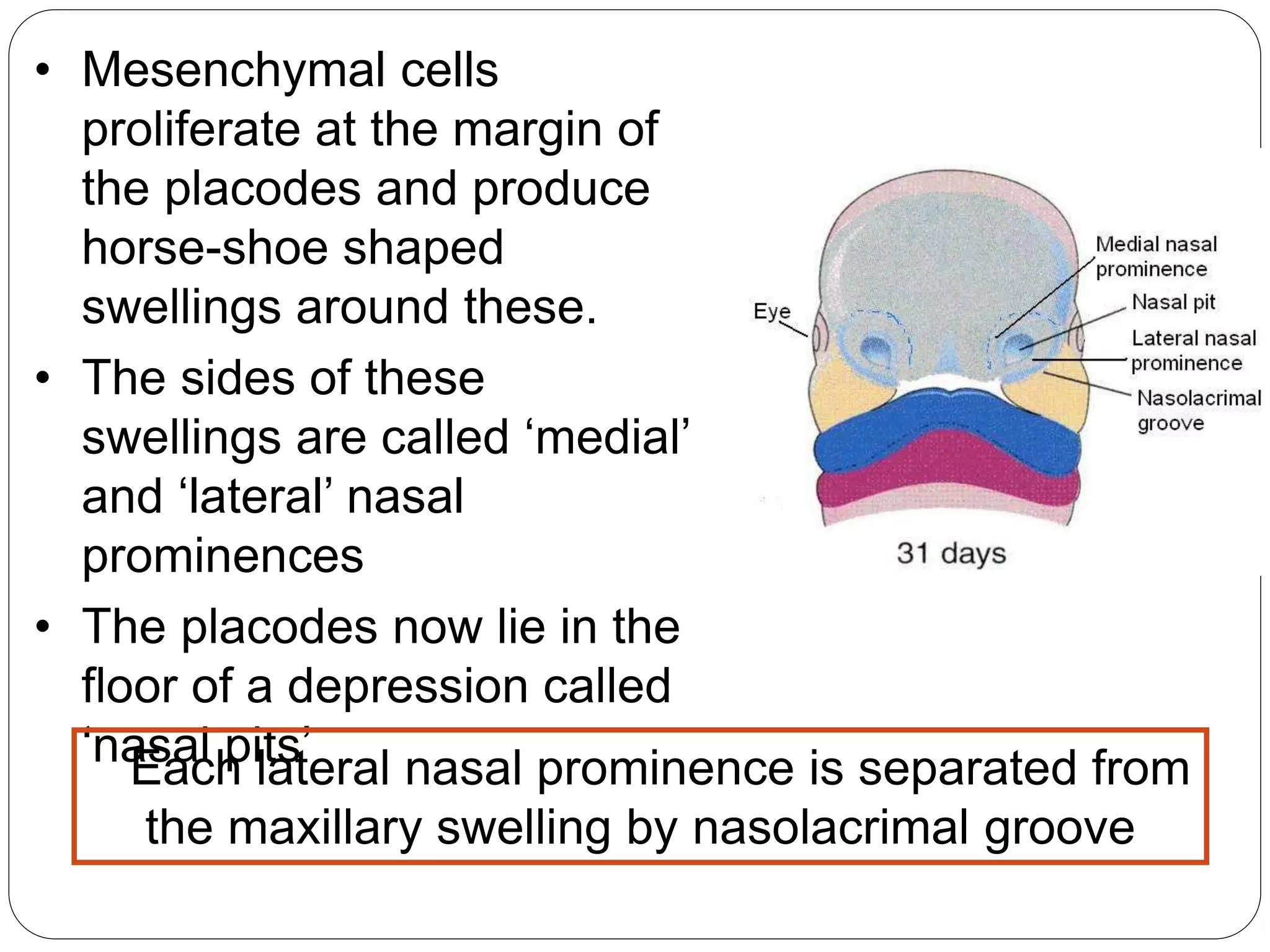 • Mesenchymal cells
proliferate at the margin of
the placodes and produce
horse-shoe shaped
swellings around these.
• The sides of these
swellings are called ‘medial’
and ‘lateral’ nasal
prominences
• The placodes now lie in the
floor of a depression called
‘nasal pits’Each lateral nasal prominence is separated from
the maxillary swelling by nasolacrimal groove
 
