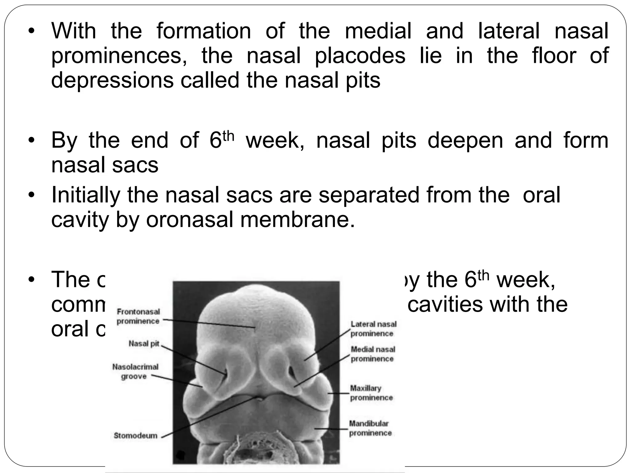 • With the formation of the medial and lateral nasal
prominences, the nasal placodes lie in the floor of
depressions called the nasal pits
• By the end of 6th week, nasal pits deepen and form
nasal sacs
• Initially the nasal sacs are separated from the oral
cavity by oronasal membrane.
• The oronasal membrane ruptures by the 6th week,
communicating the primitive nasal cavities with the
oral cavity
 