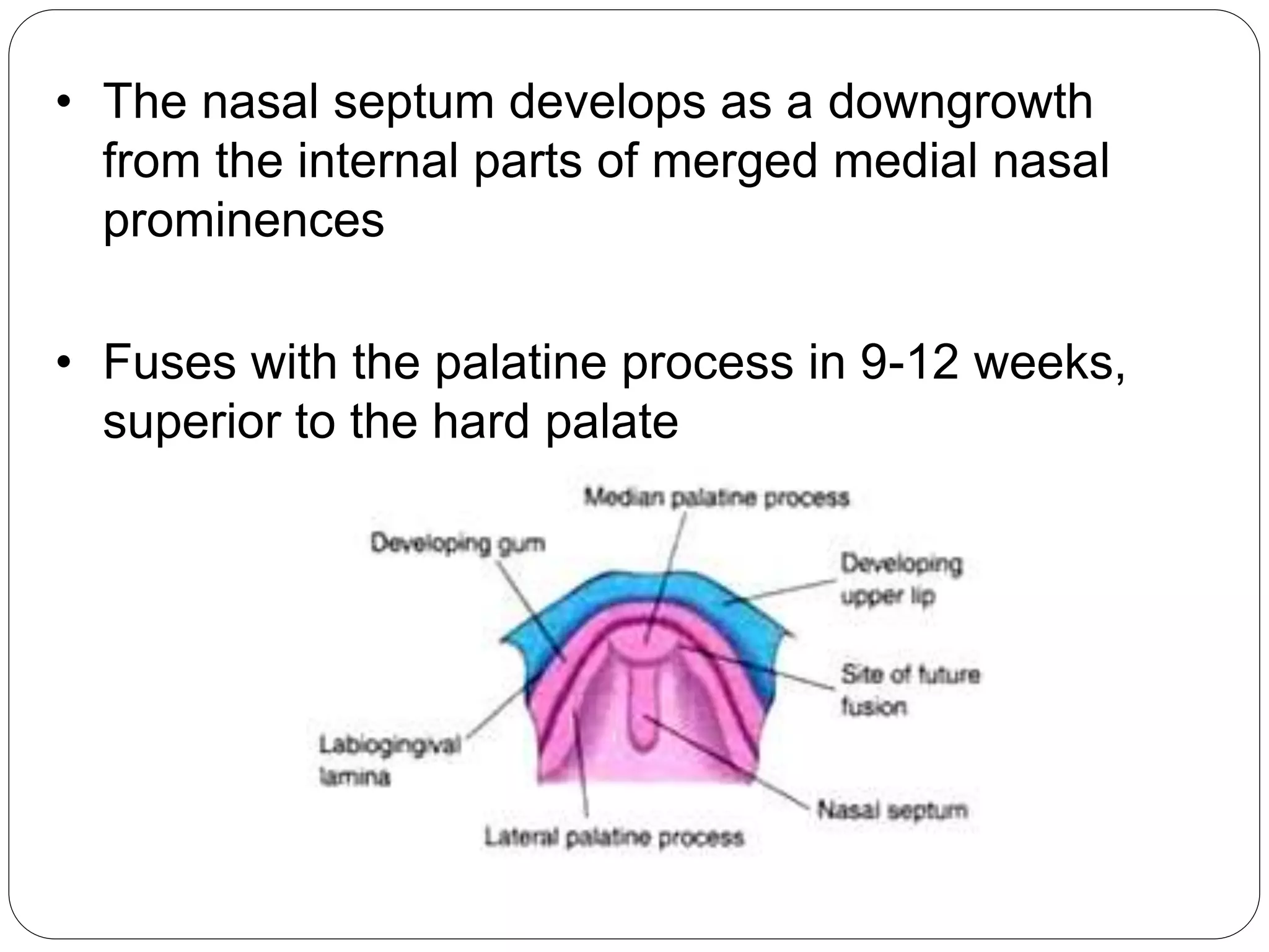 • The nasal septum develops as a downgrowth
from the internal parts of merged medial nasal
prominences
• Fuses with the palatine process in 9-12 weeks,
superior to the hard palate
 