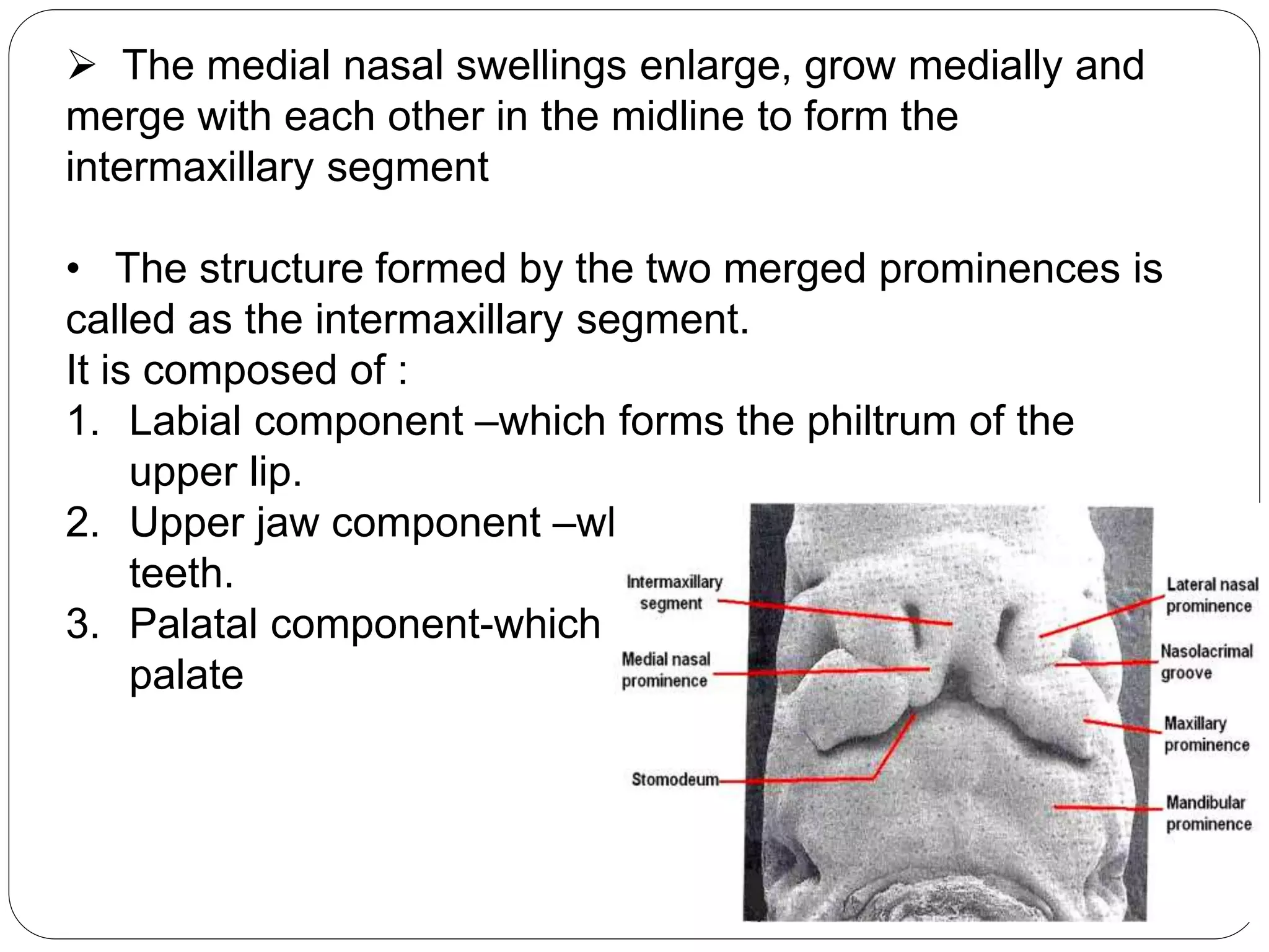  The medial nasal swellings enlarge, grow medially and
merge with each other in the midline to form the
intermaxillary segment
• The structure formed by the two merged prominences is
called as the intermaxillary segment.
It is composed of :
1. Labial component –which forms the philtrum of the
upper lip.
2. Upper jaw component –which carries the four incisor
teeth.
3. Palatal component-which forms the triangular primary
palate
 