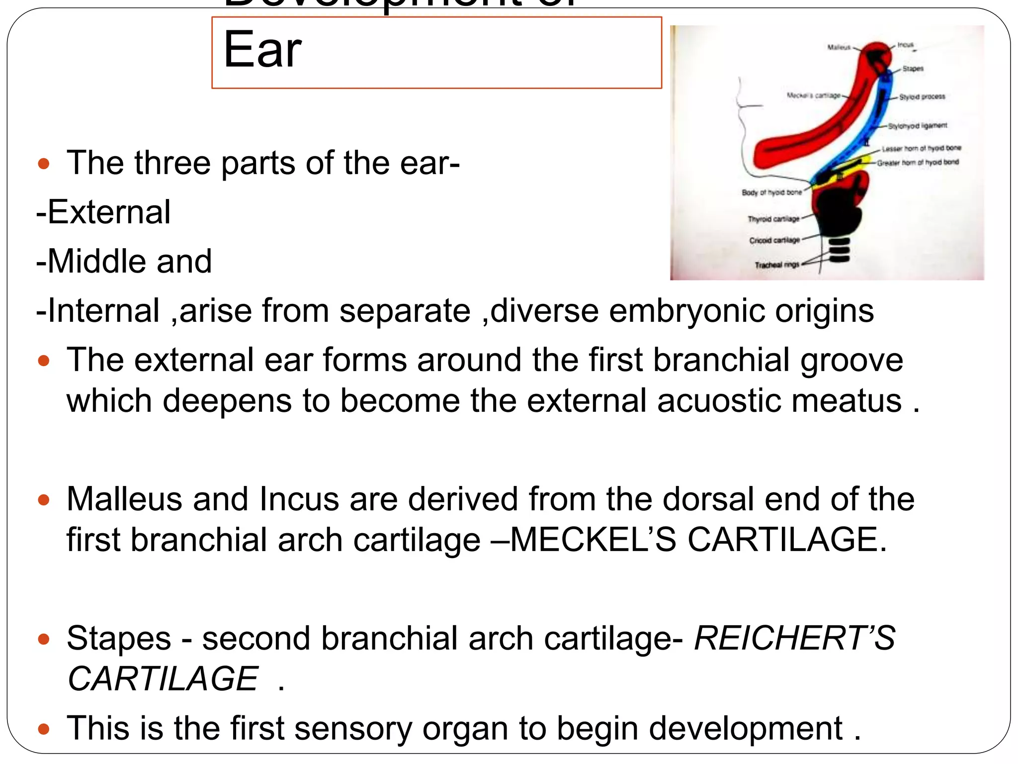 Development of
Ear
 The three parts of the ear-
-External
-Middle and
-Internal ,arise from separate ,diverse embryonic origins
 The external ear forms around the first branchial groove
which deepens to become the external acuostic meatus .
 Malleus and Incus are derived from the dorsal end of the
first branchial arch cartilage –MECKEL’S CARTILAGE.
 Stapes - second branchial arch cartilage- REICHERT’S
CARTILAGE .
 This is the first sensory organ to begin development .
 