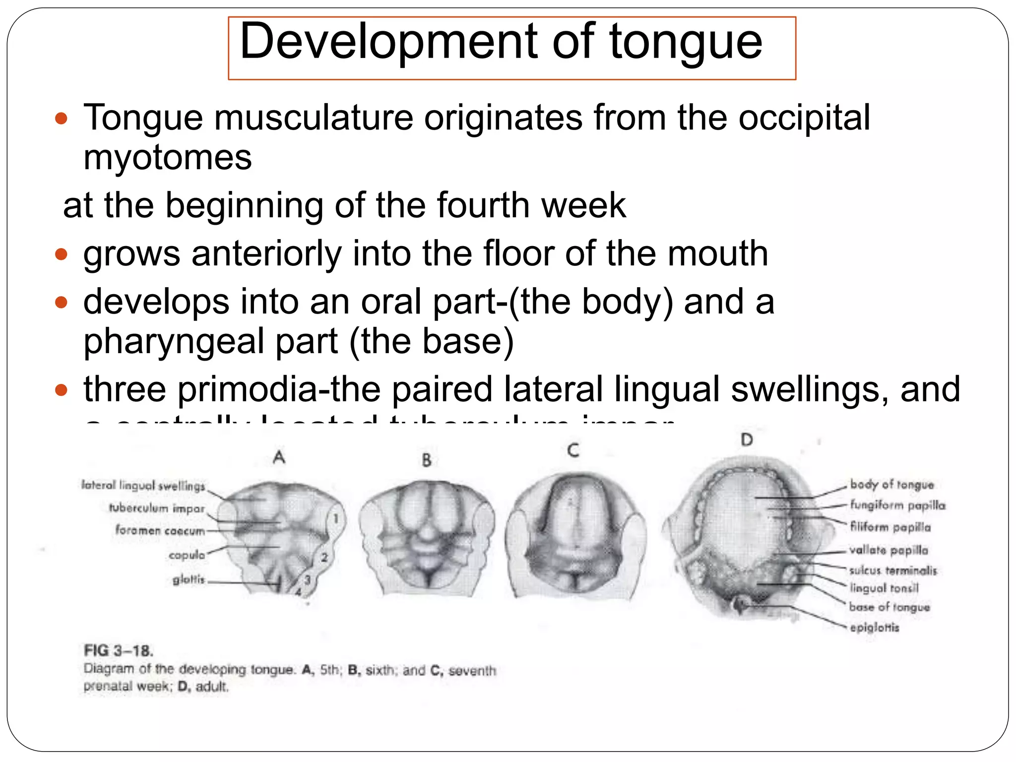  Tongue musculature originates from the occipital
myotomes
at the beginning of the fourth week
 grows anteriorly into the floor of the mouth
 develops into an oral part-(the body) and a
pharyngeal part (the base)
 three primodia-the paired lateral lingual swellings, and
a centrally located tuberculum impar
Development of tongue
 