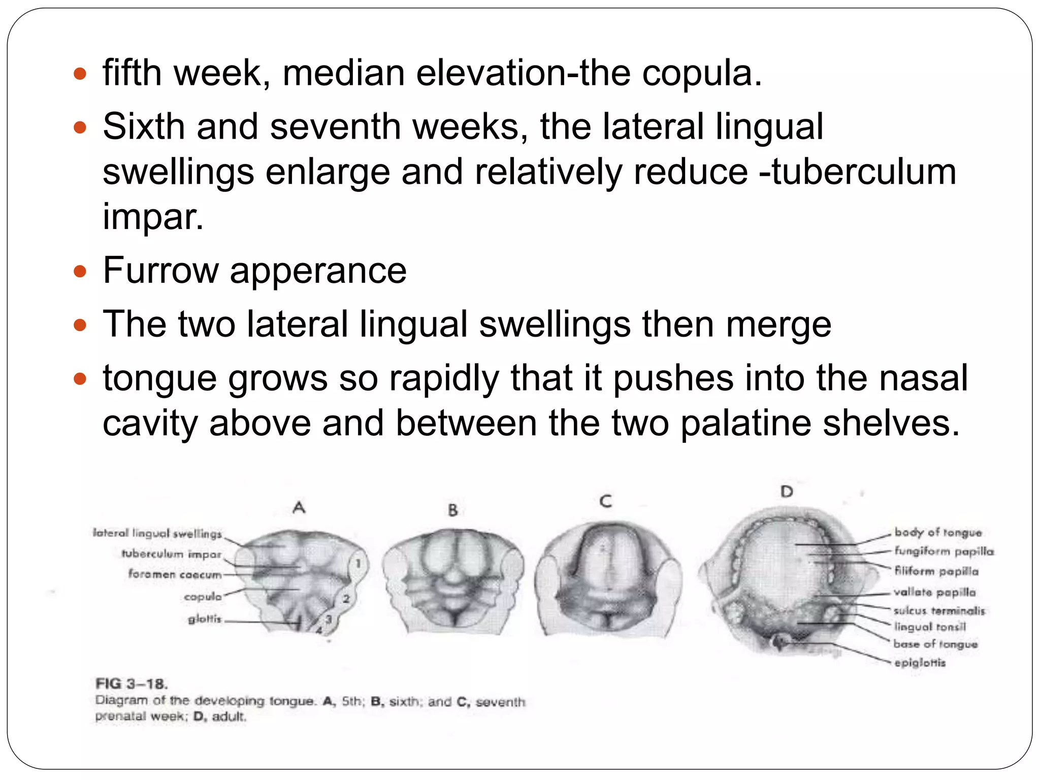  fifth week, median elevation-the copula.
 Sixth and seventh weeks, the lateral lingual
swellings enlarge and relatively reduce -tuberculum
impar.
 Furrow apperance
 The two lateral lingual swellings then merge
 tongue grows so rapidly that it pushes into the nasal
cavity above and between the two palatine shelves.
 