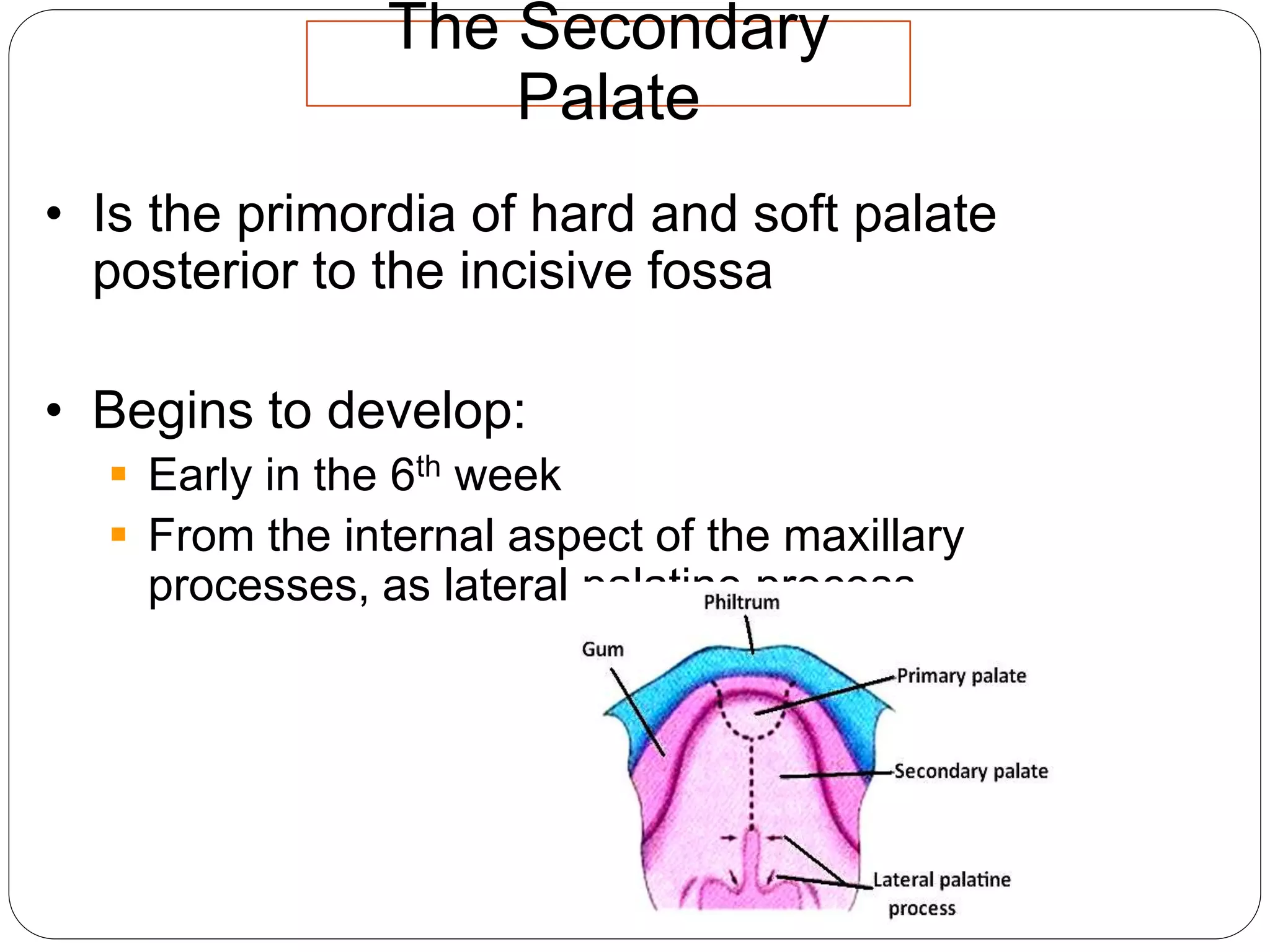 The Secondary
Palate
• Is the primordia of hard and soft palate
posterior to the incisive fossa
• Begins to develop:
 Early in the 6th week
 From the internal aspect of the maxillary
processes, as lateral palatine process
 