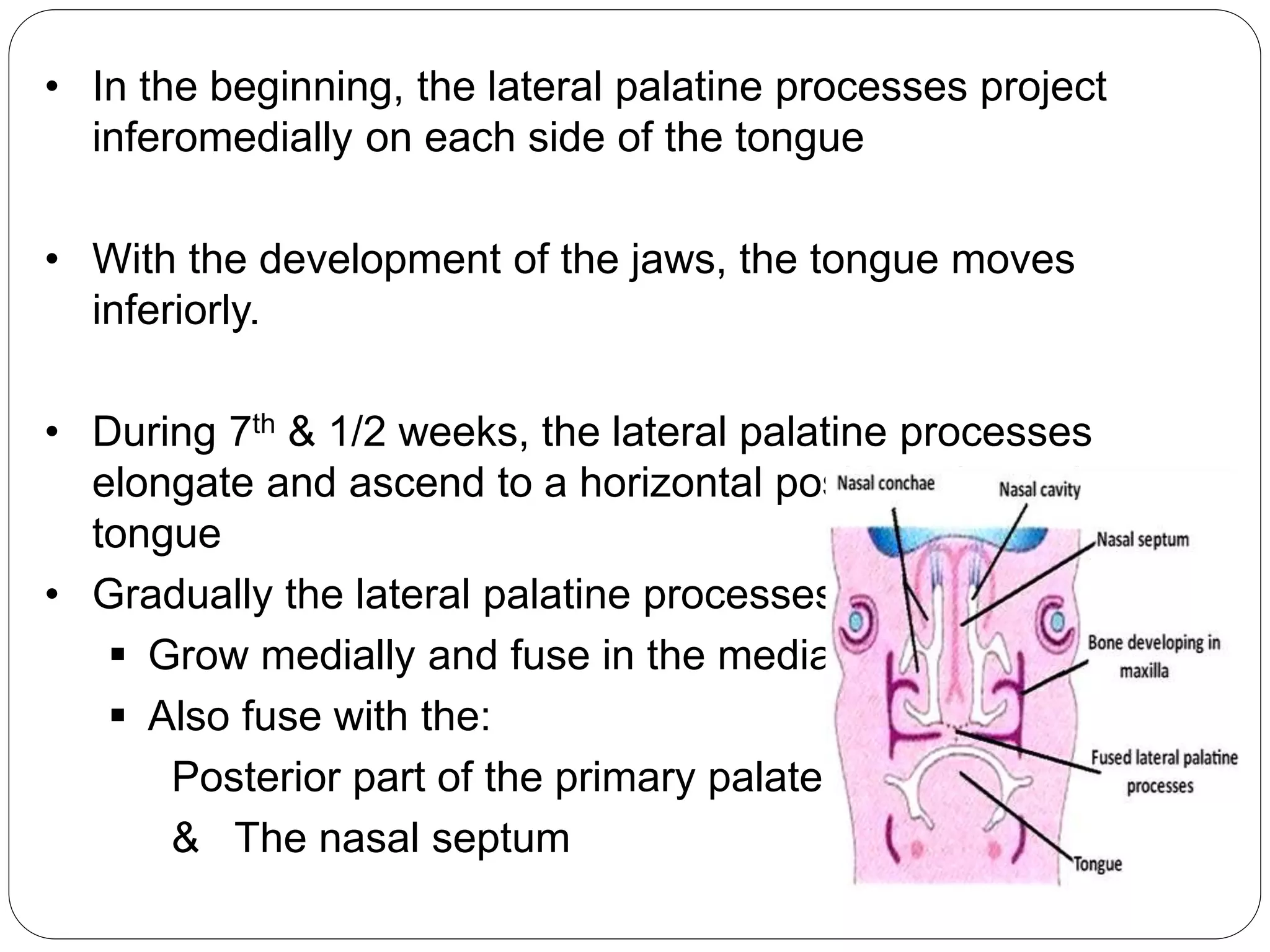 • In the beginning, the lateral palatine processes project
inferomedially on each side of the tongue
• With the development of the jaws, the tongue moves
inferiorly.
• During 7th & 1/2 weeks, the lateral palatine processes
elongate and ascend to a horizontal position above the
tongue
• Gradually the lateral palatine processes:
 Grow medially and fuse in the median plane
 Also fuse with the:
Posterior part of the primary palate
& The nasal septum
 