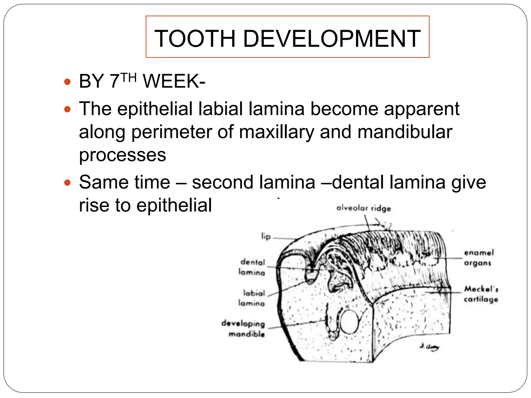 TOOTH DEVELOPMENT
 BY 7TH WEEK-
 The epithelial labial lamina become apparent
along perimeter of maxillary and mandibular
processes
 Same time – second lamina –dental lamina give
rise to epithelial enamel organ
 