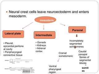 Neuroectoderm Development growth and development of face | PPTX