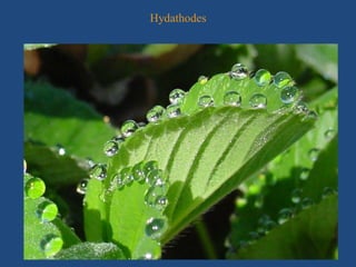 Hydathodes
 