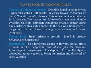 PLANTS SOURCE: TAXONOMICALLY
• Crystals of Calcium carbonate –Cystolith found in parenchyma
, epidermal cells ( Lithocysts) in Ficus leaves, trichomes or
hairs( Humulus lupulus) leaves of Acanthaceae, Cucurbitaceae
& Urticaceae.The leaves of Mormordica contains double
cystolith, Calcium carbonate containing crystals appear grape
like clusters with a stalk attached to the cell wall from where it
hangs into the cell lumen, having large nucleus and dense
cytoplasm.
• Crystal Sand: Small prismatic crystals found in Atropa
belladona of Solanaceae.
• Essential oils-The odoriferous glands in flowers, leaves, fruits
as found in oil of Peppermint from Mentha piperita, clove oil
from Eugenia caryophylla, Eucalyptus oil from Eucalyptus
globoulus, attract vectors to bring pollination and dispersal of
seeds & fruits.
 