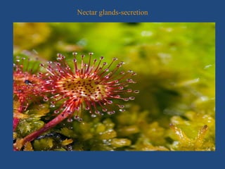 Nectar glands-secretion
 