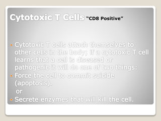 “CD8 Positive”
 