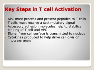 Key Steps in T cell Activation
 APC must process and present peptides to T cells
 T cells must receive a costimulatory signal
 Accessory adhesion molecules help to stabilize
binding of T cell and APC
 Signal from cell surface is transmitted to nucleus
 Cytokines produced to help drive cell division
◦ IL-2 and others
 