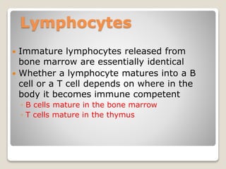 Lymphocytes
 Immature lymphocytes released from
bone marrow are essentially identical
 Whether a lymphocyte matures into a B
cell or a T cell depends on where in the
body it becomes immune competent
◦ B cells mature in the bone marrow
◦ T cells mature in the thymus
 